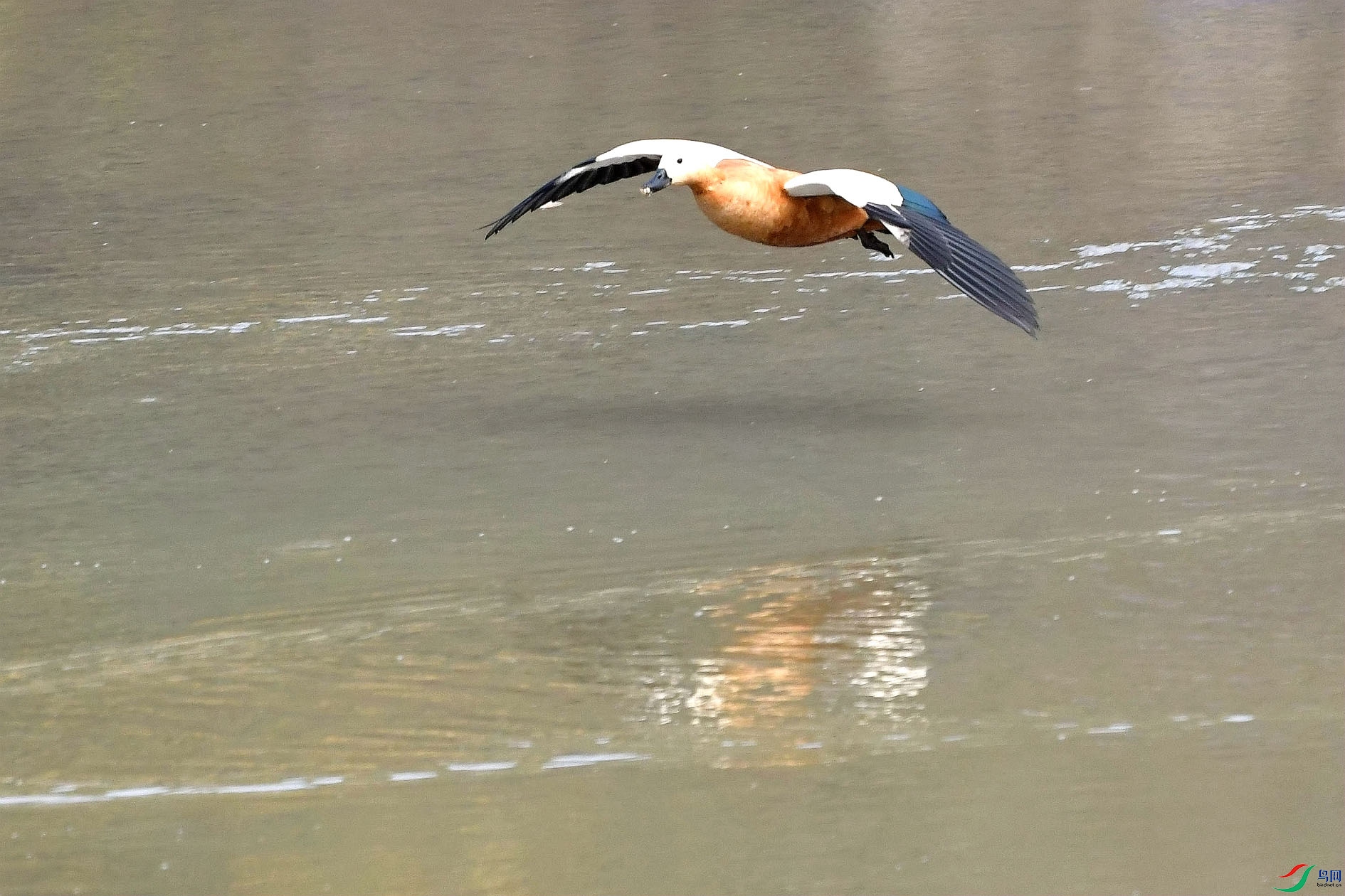 DSC_9855_����.jpg