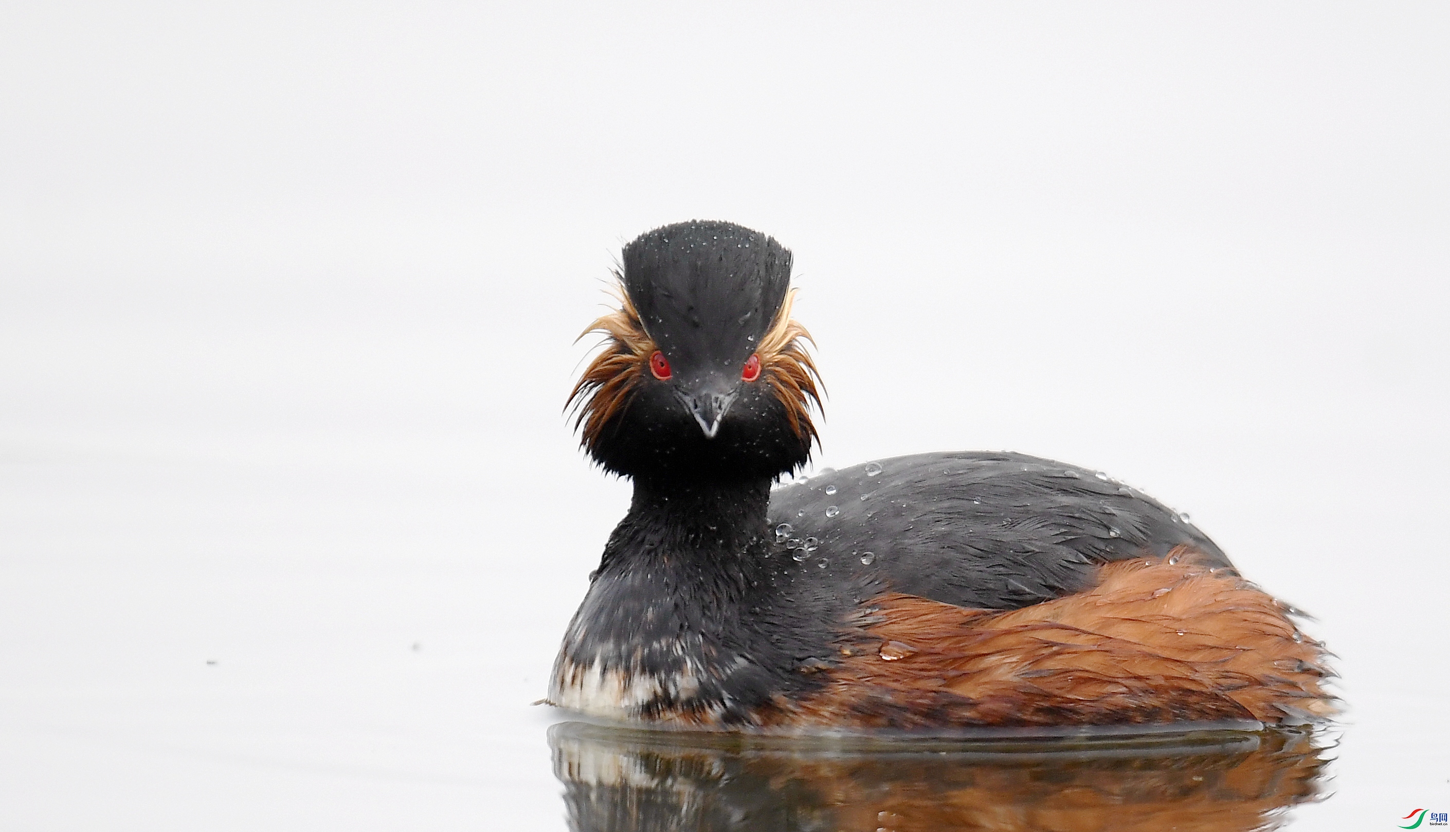 黑颈鸊鷉《荣获首页精华》