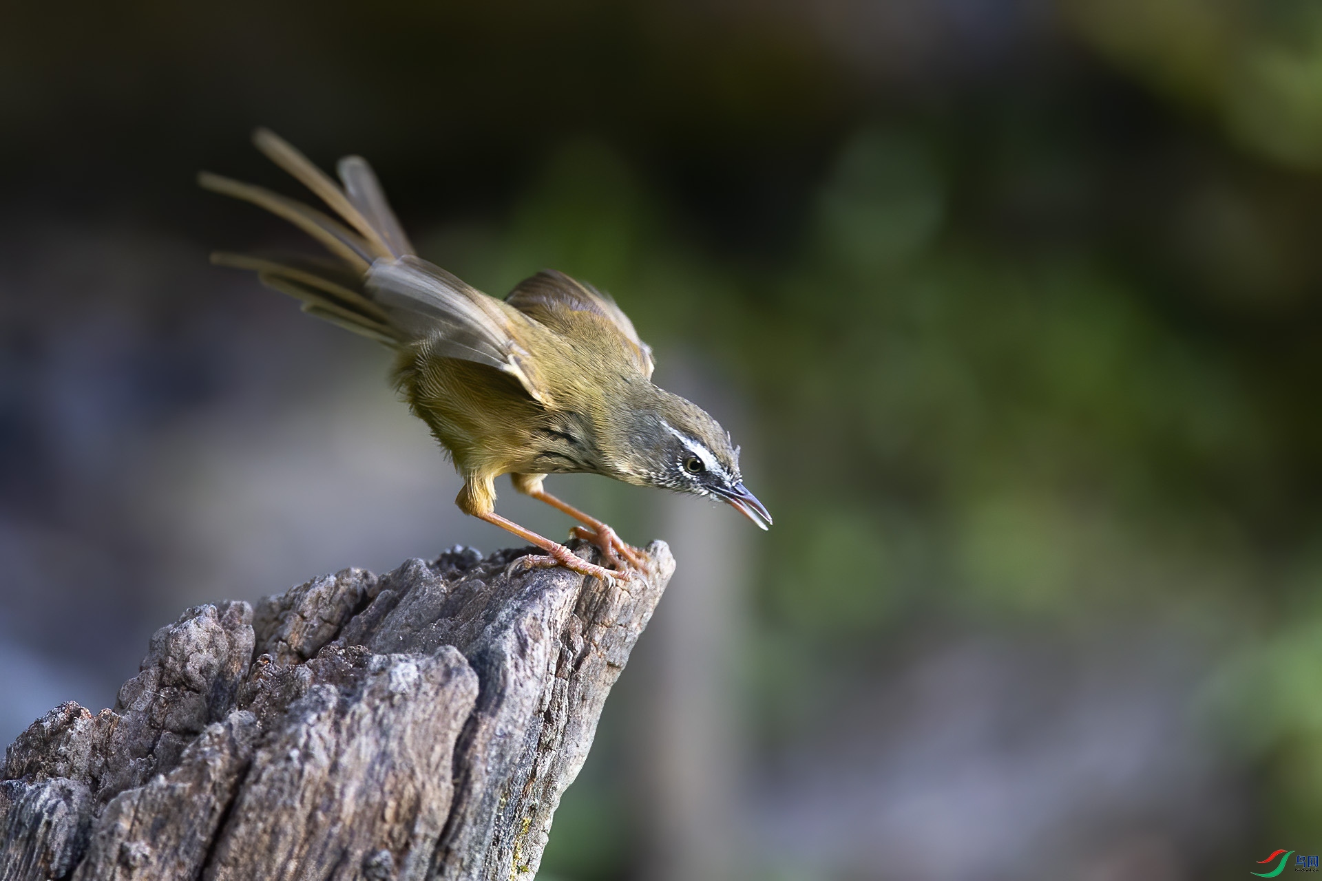 黑喉山鹪莺图片