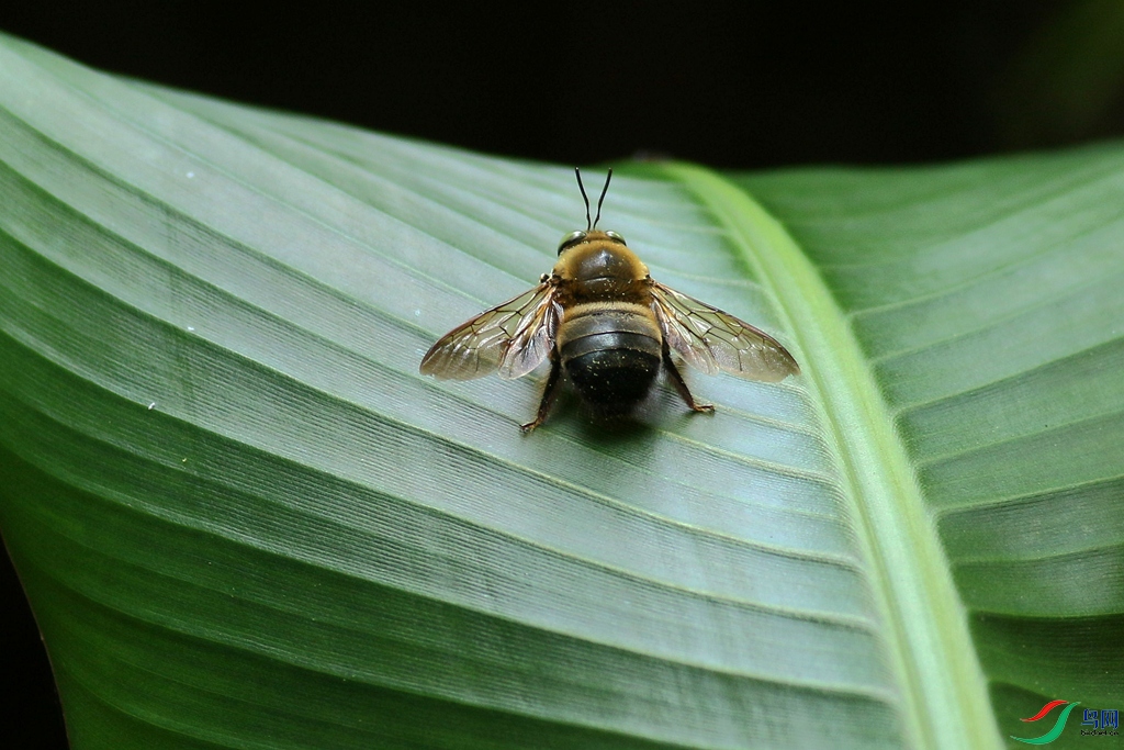 野蜂