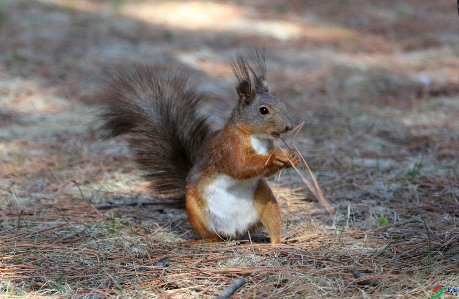 吃榛子的松鼠