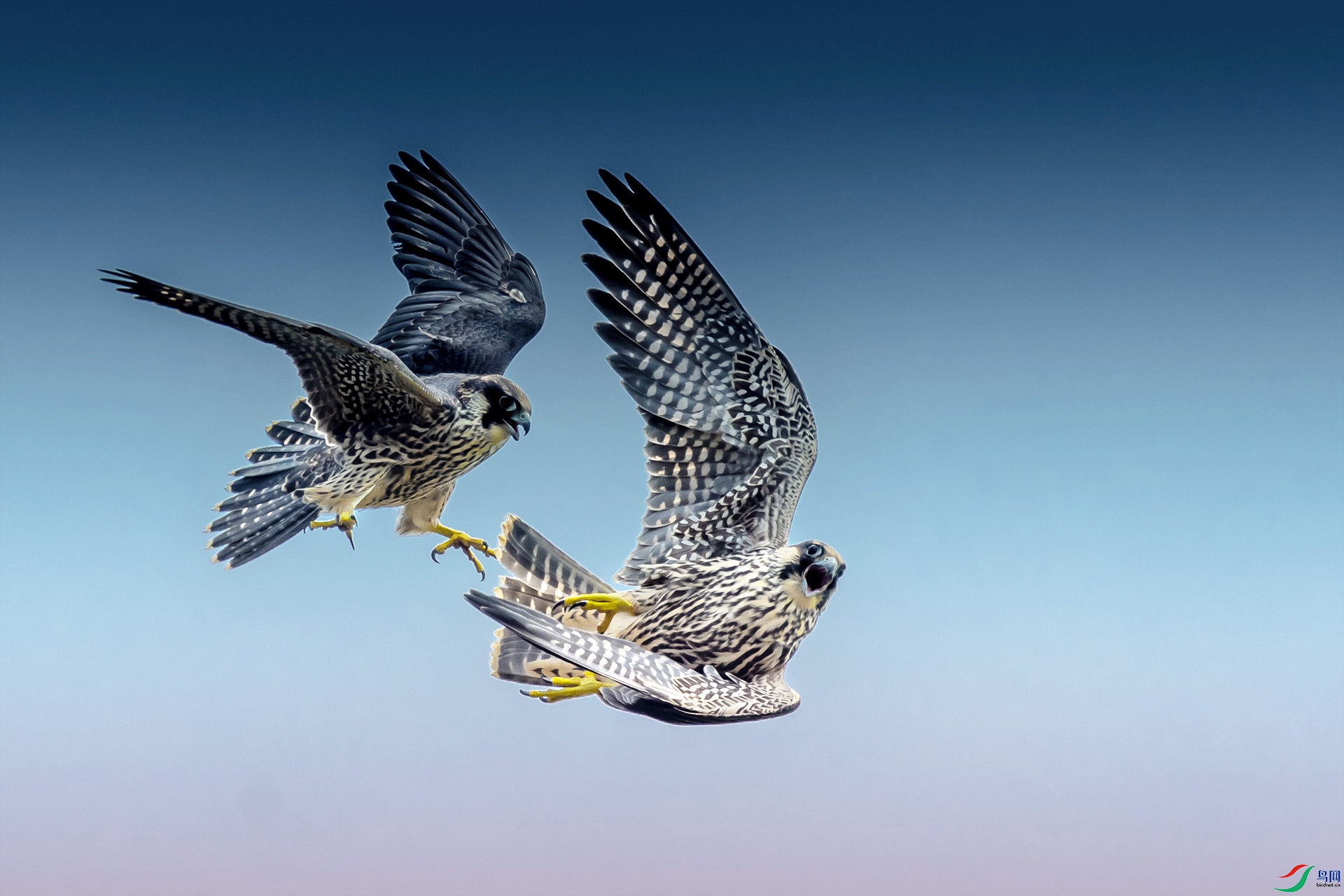 ������Ϸ