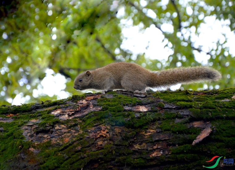 树鼠