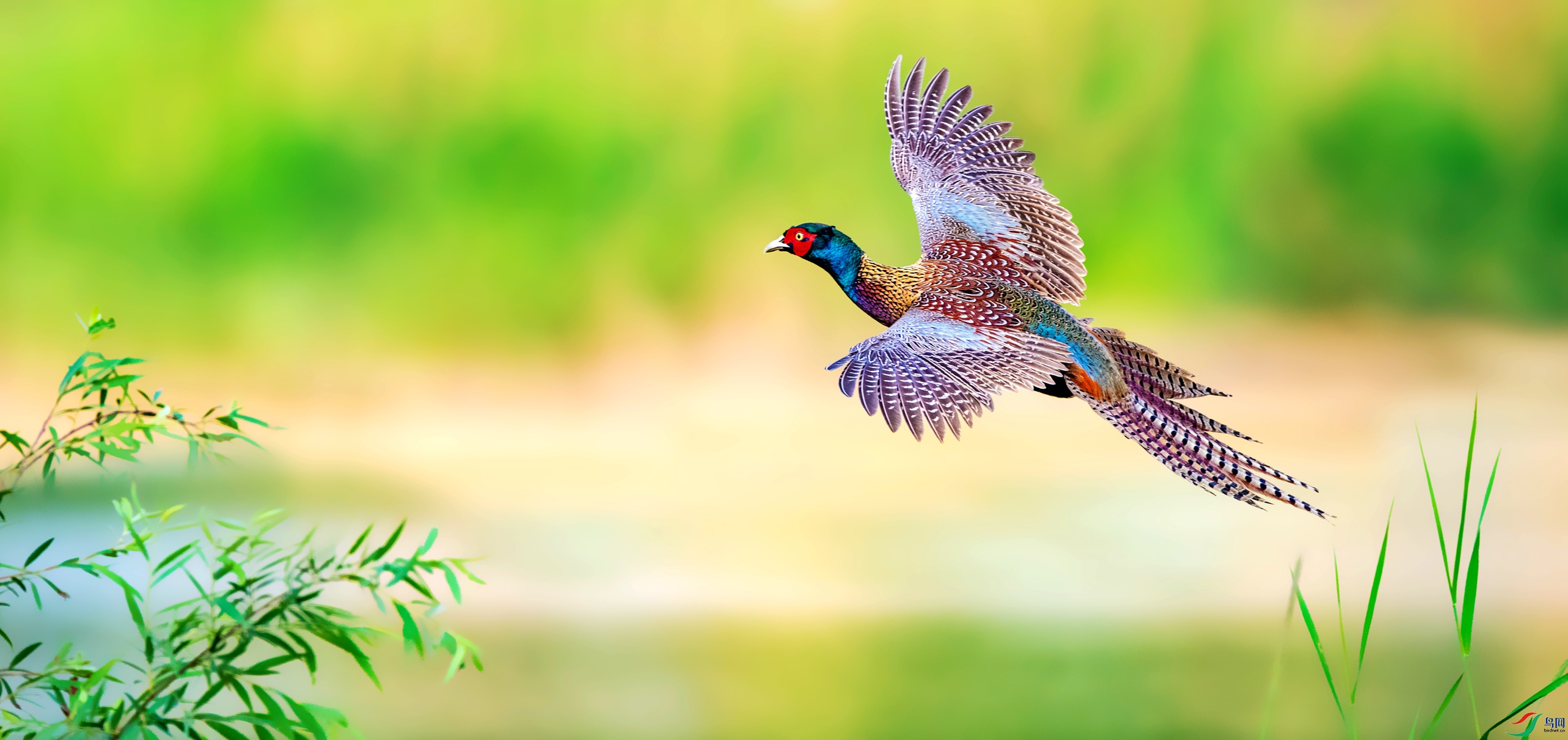 清平乐观雉鸡表演