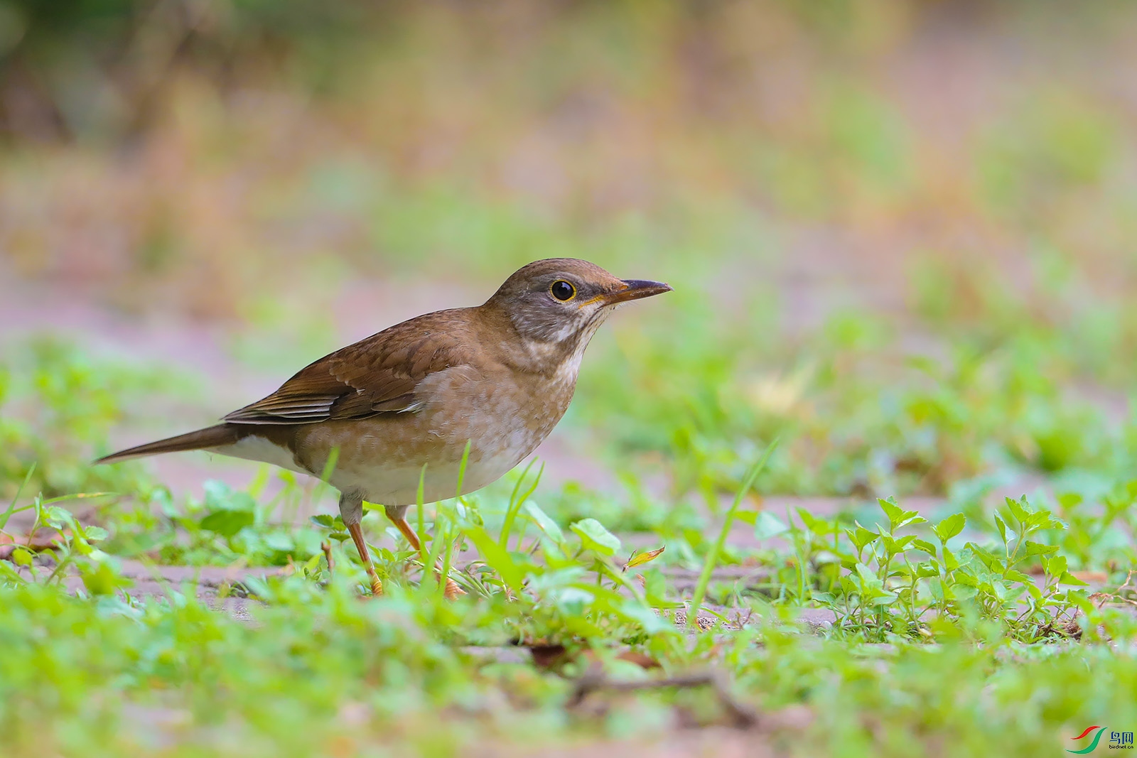BN7I4438p.jpg