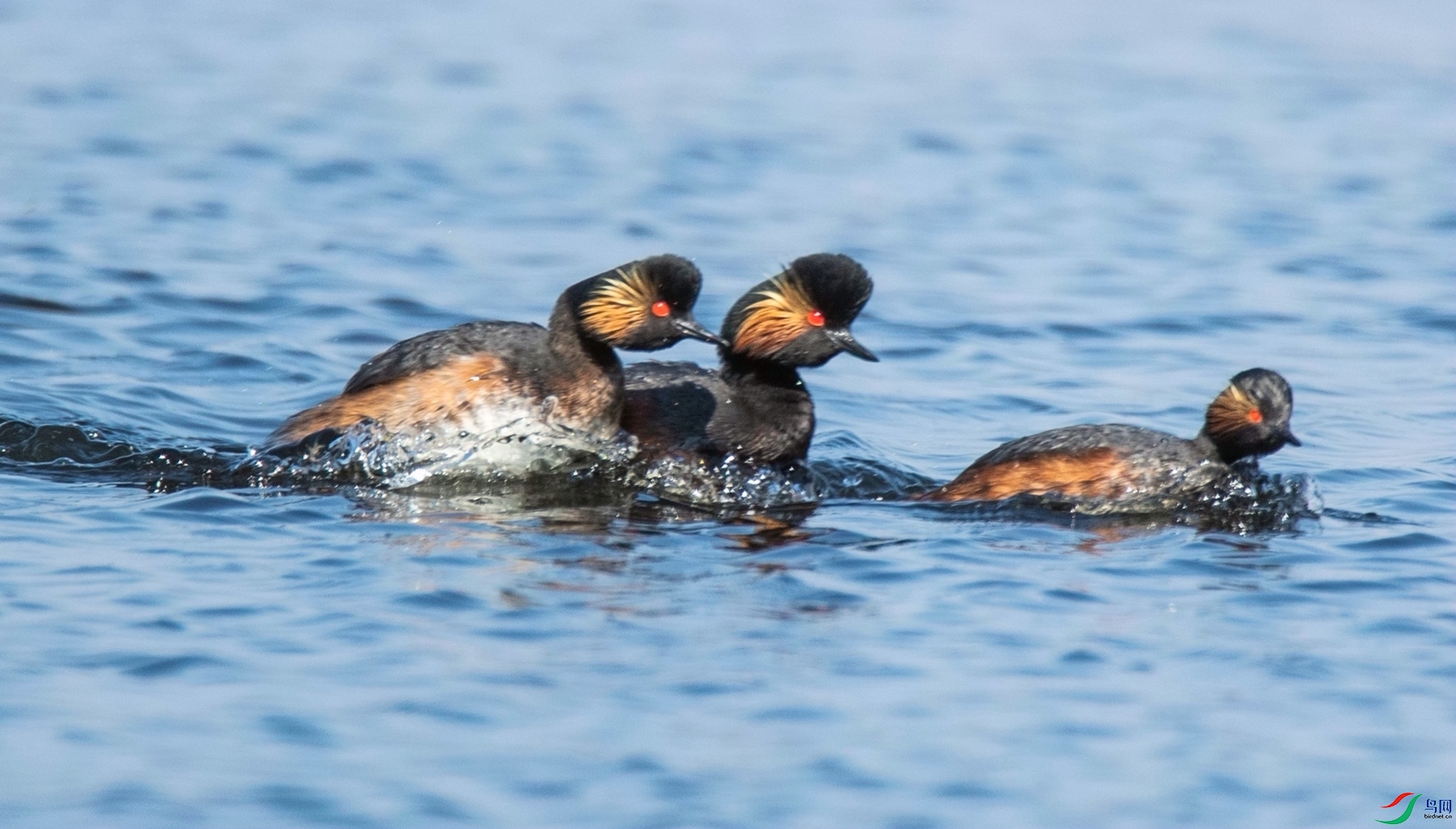 ��ɺ�֮��  (4).jpg