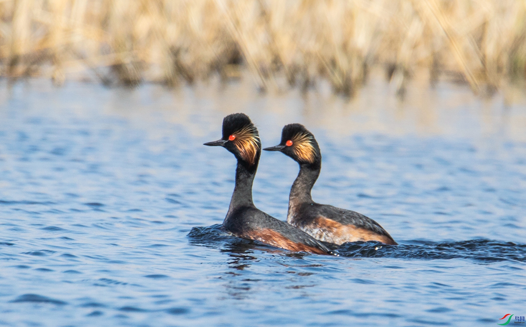 ��ɺ�֮��  (5).jpg