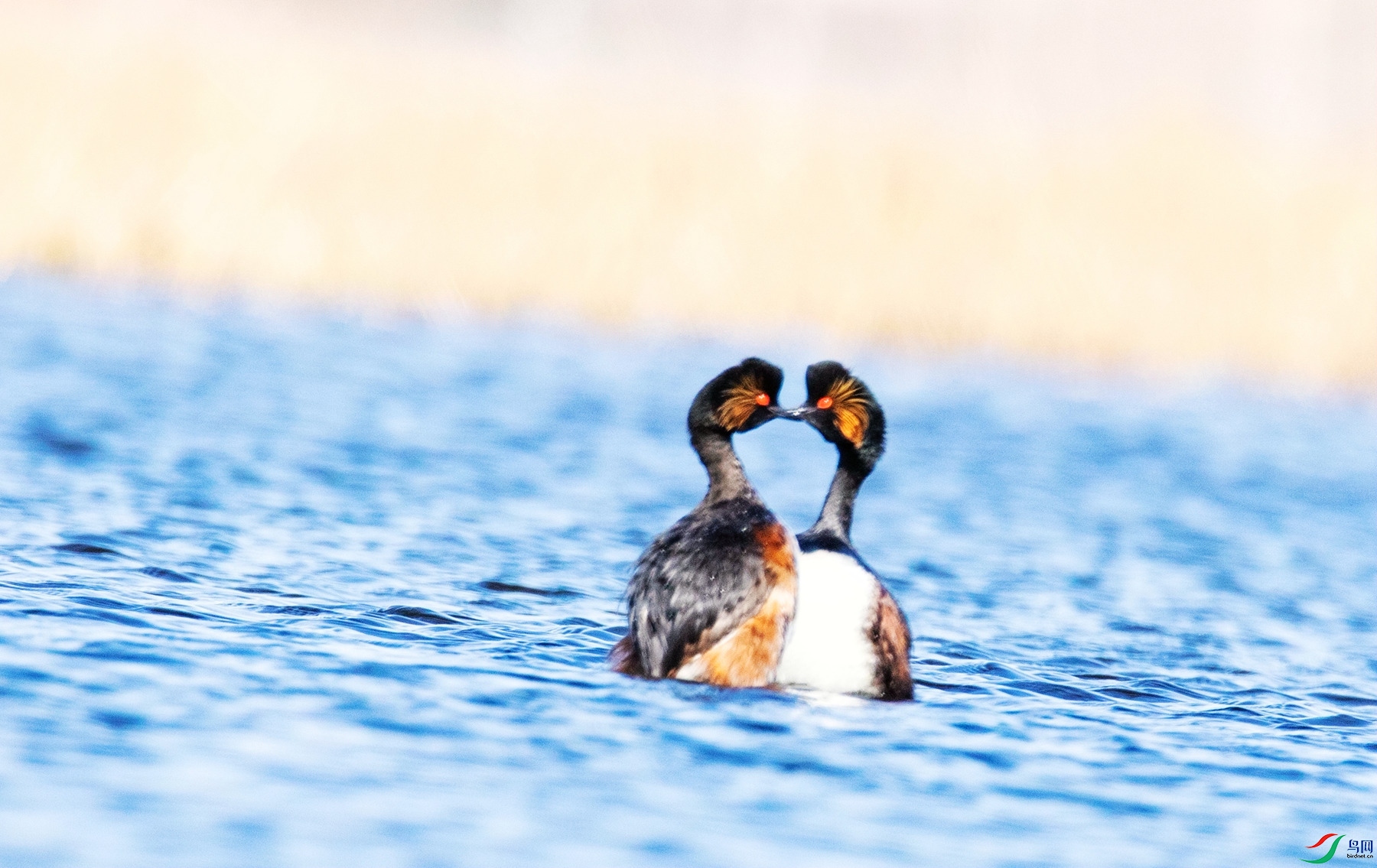 ��ɺ�֮��  (3) - ����.jpg