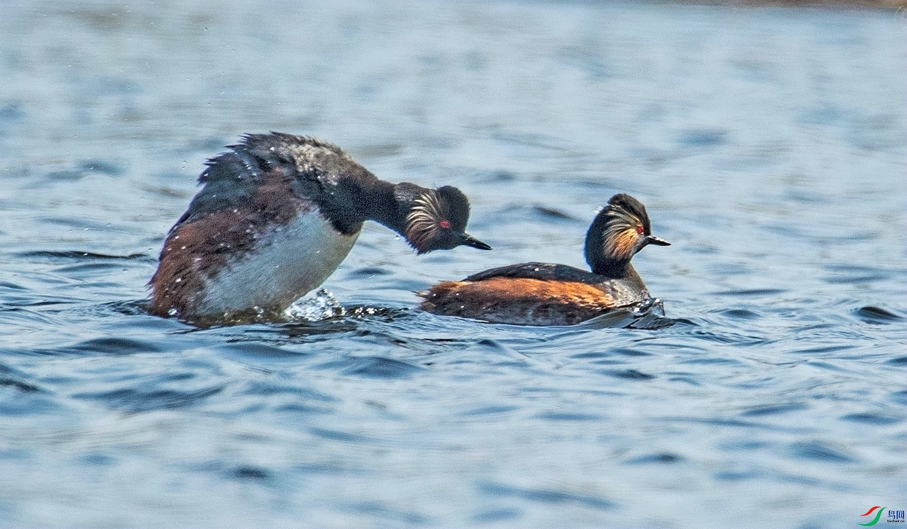 ��ɺ�֮��  (2).jpg