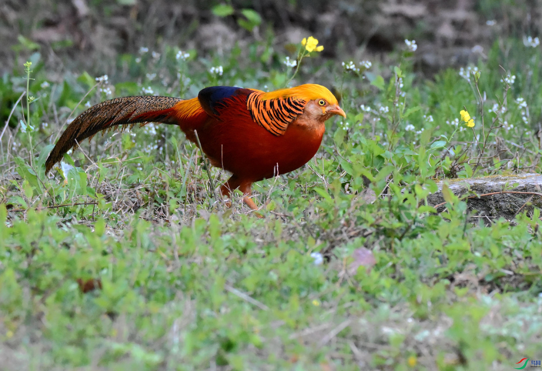 DSC_8658.JPG