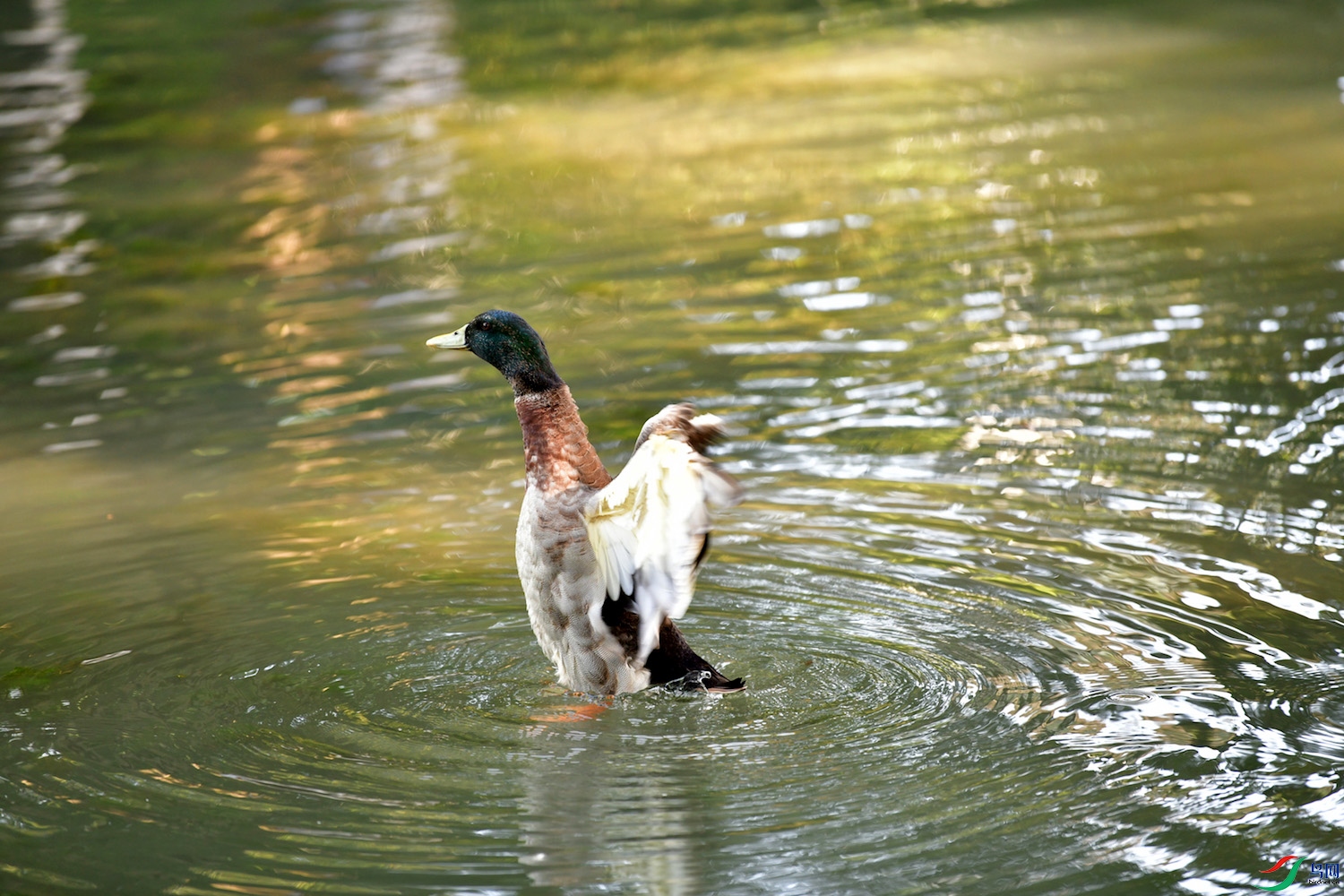 DSC_0897.jpg