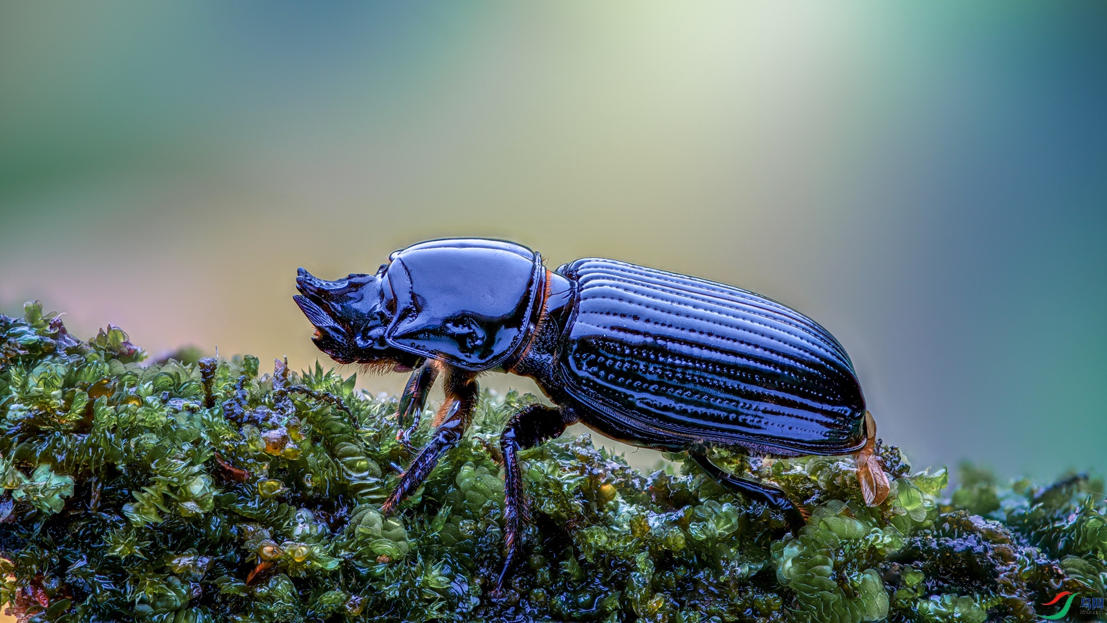黑蜣堆叠拍摄荣获首页精华