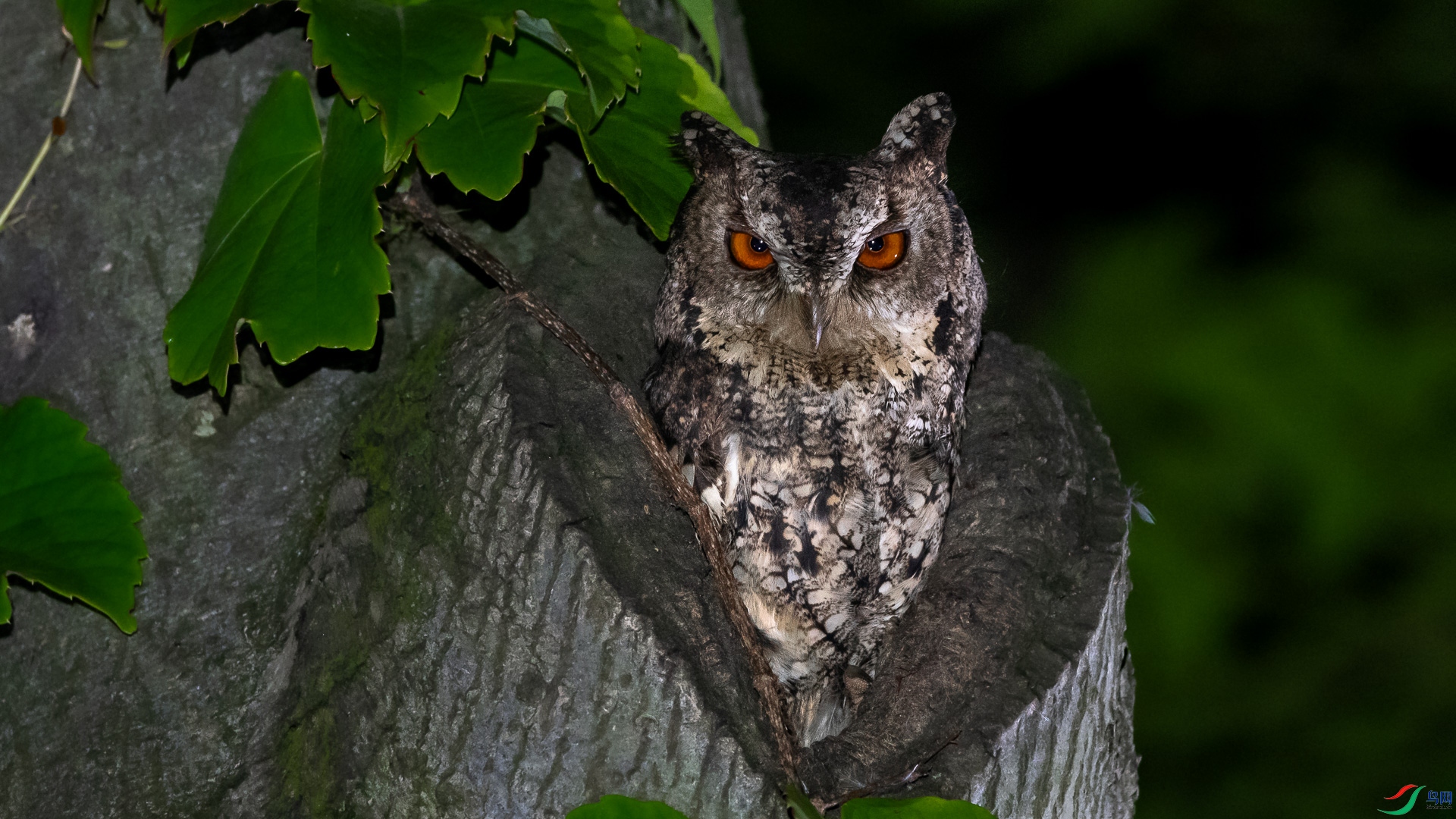 北领角鸮祝贺荣获鸟类精华