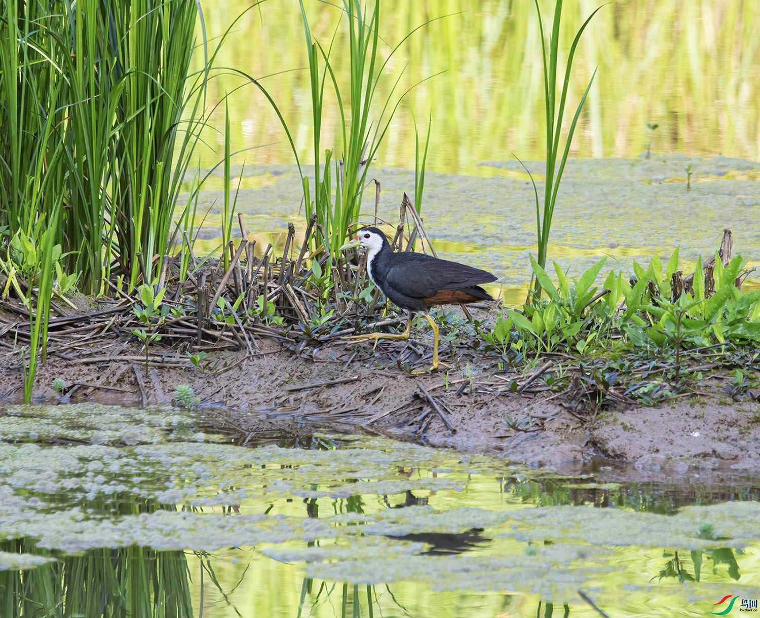 DSC_0803.jpg