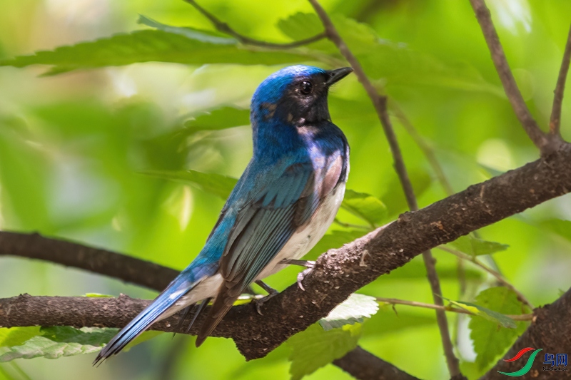 �ػ��ӱ�ż���׸������l