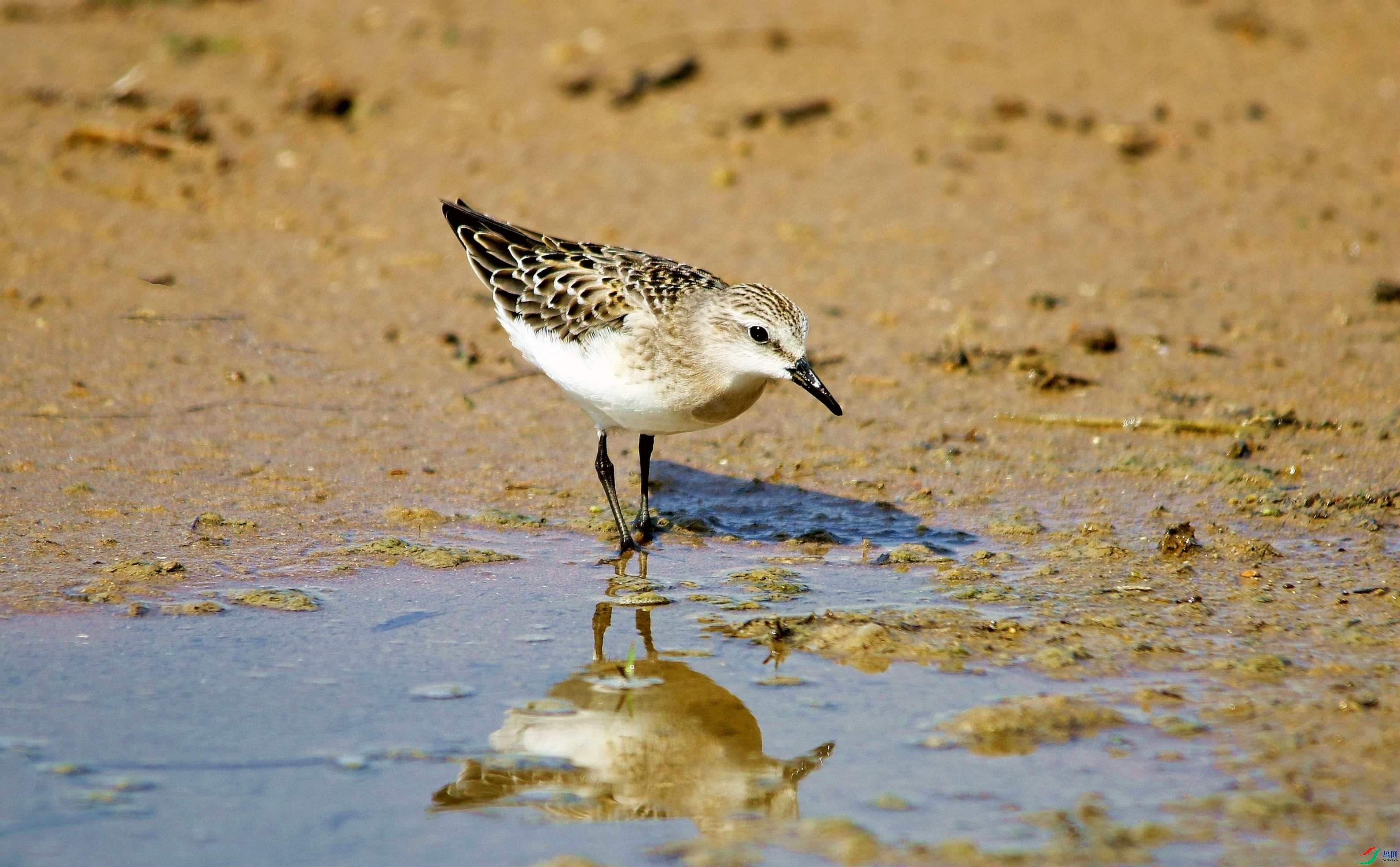 红颈滨鹬 (7).jpg