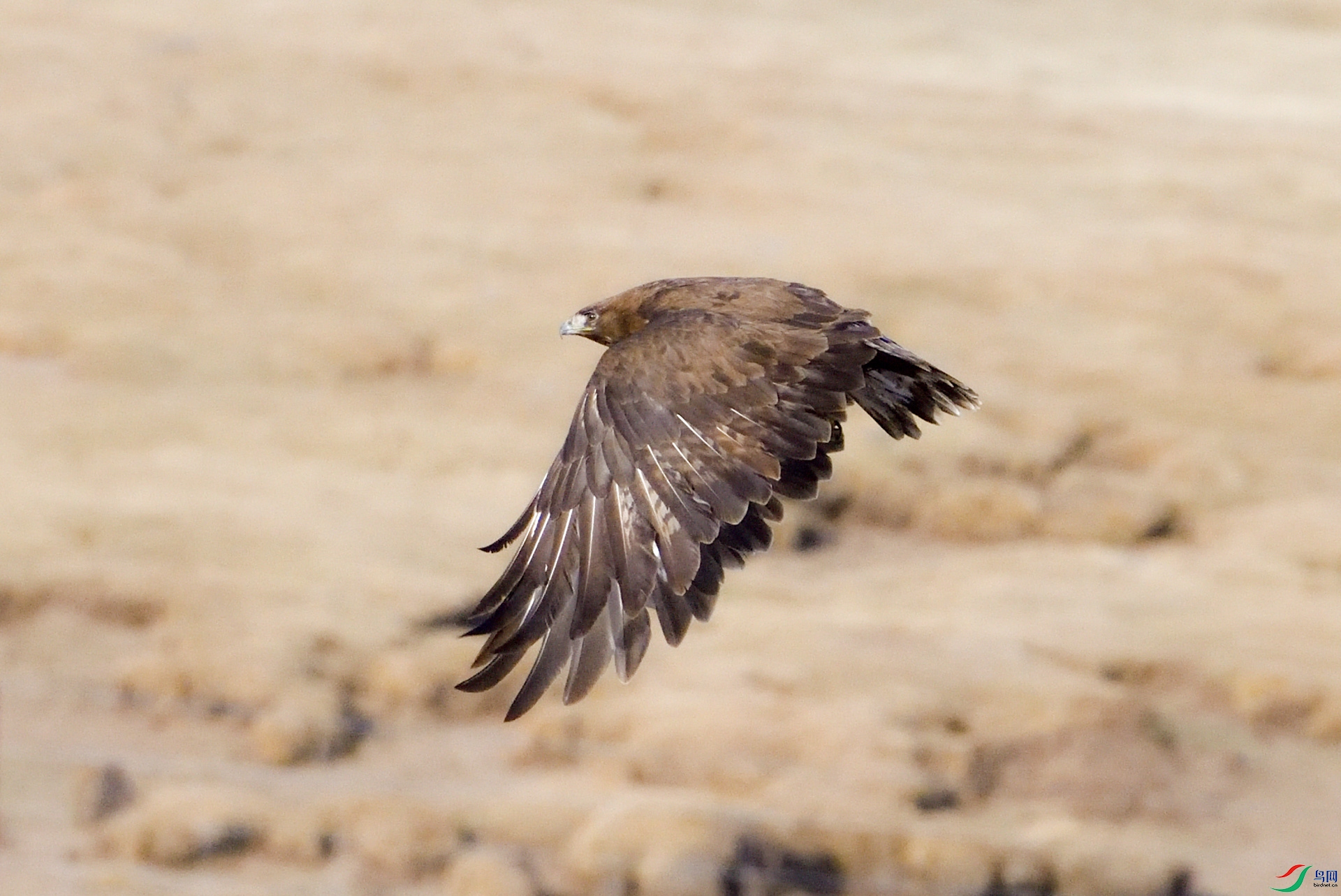 《金雕(亚成鸟)》
