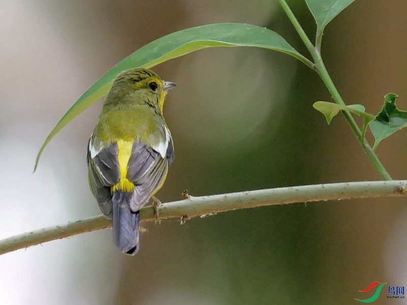 P6580032 - ����.JPG