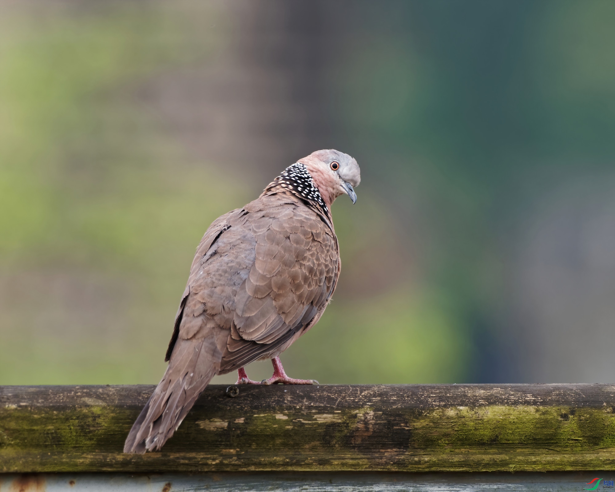 P5030027_DxO-d2.jpg