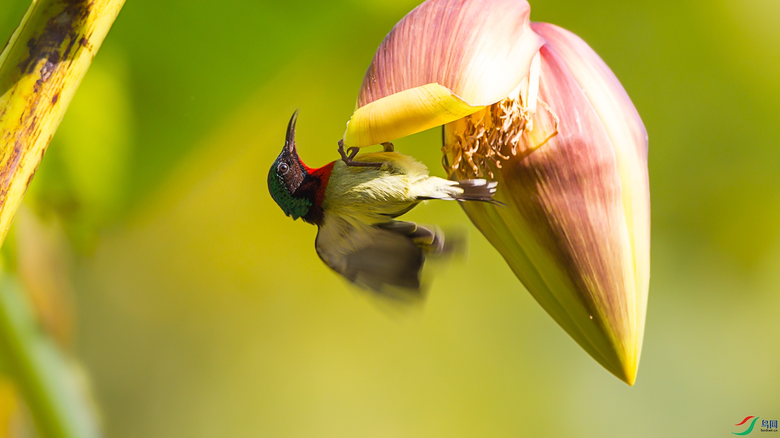 芭蕉花上的小精灵