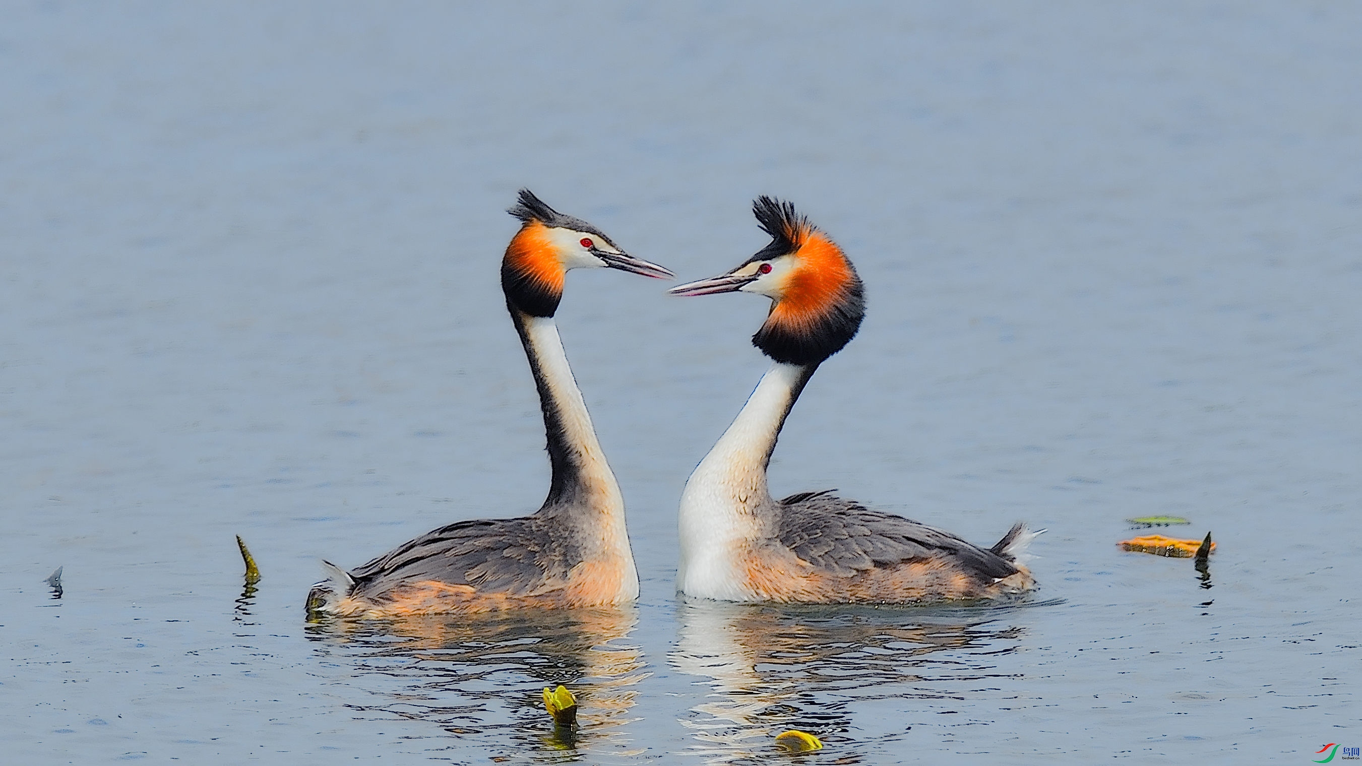 ��ѿ����