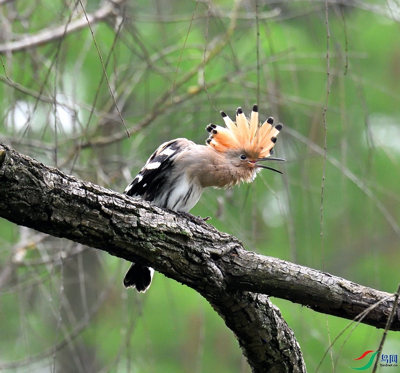 DSC_2687_02.JPG