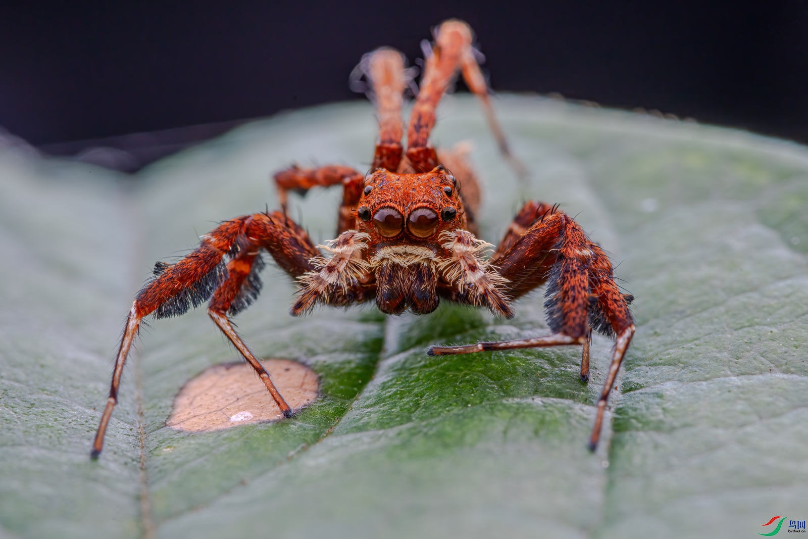孔蛛荣获首页精华