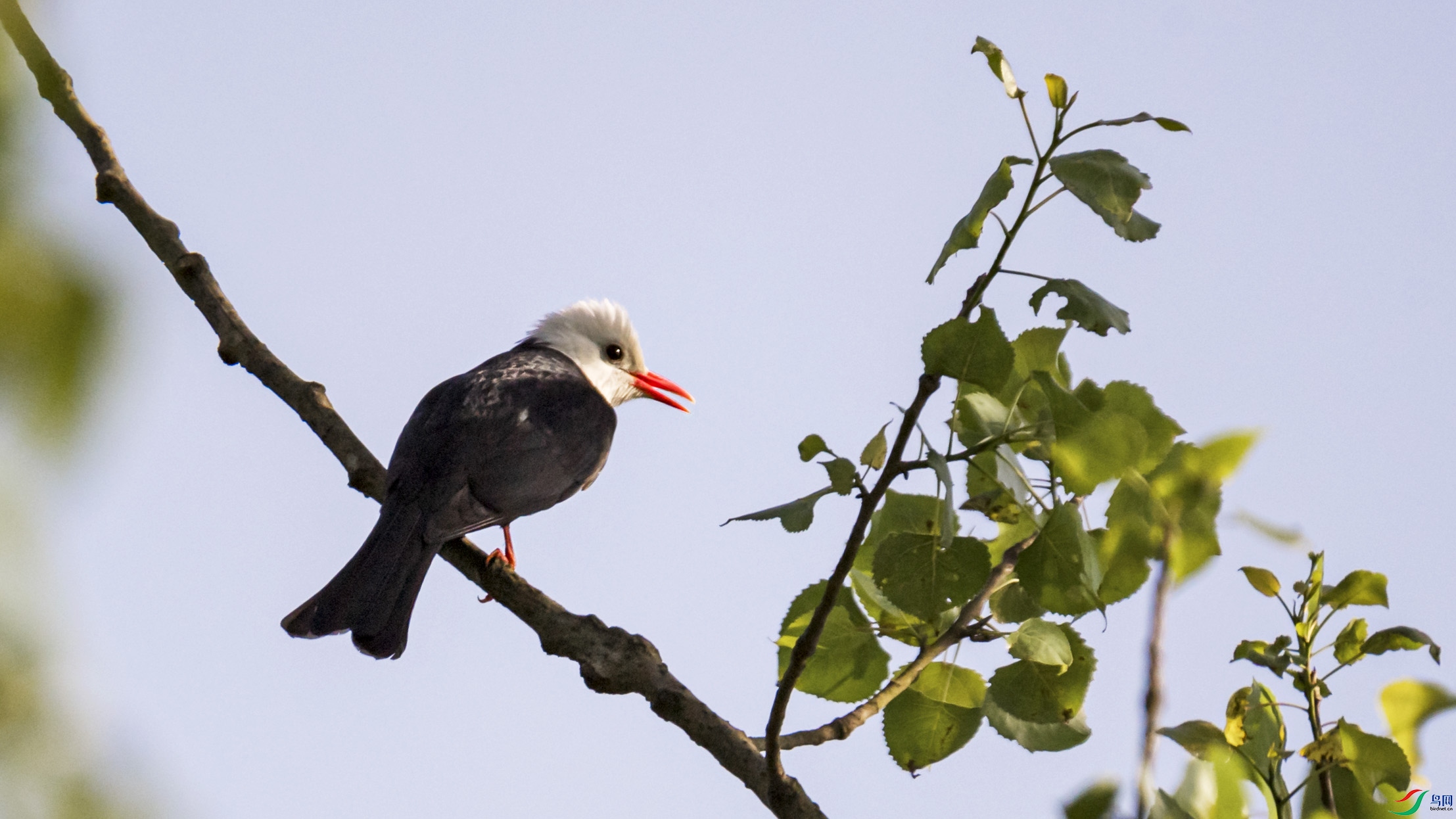 DSC_5175a.jpg