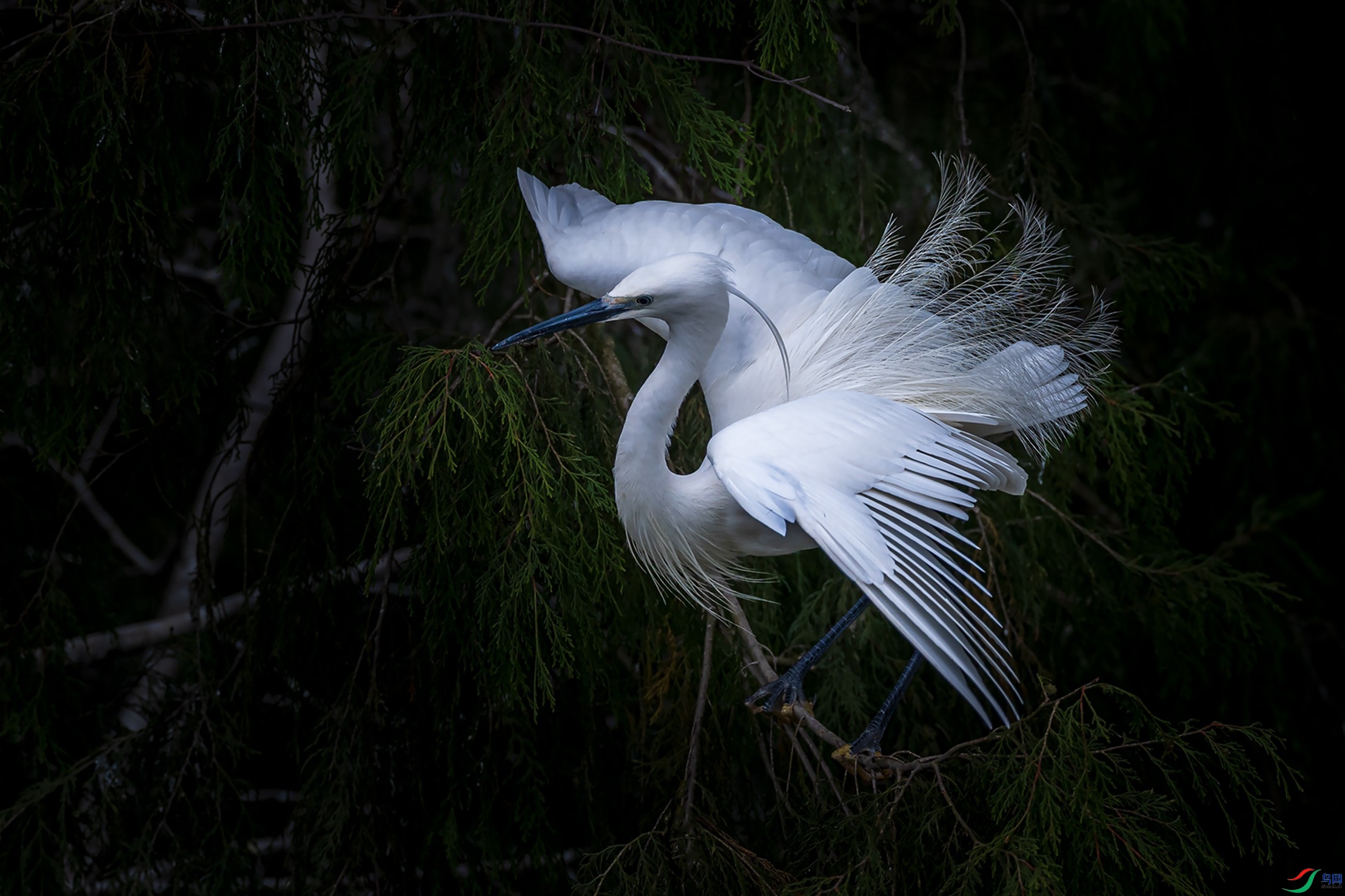 白鹭开屏