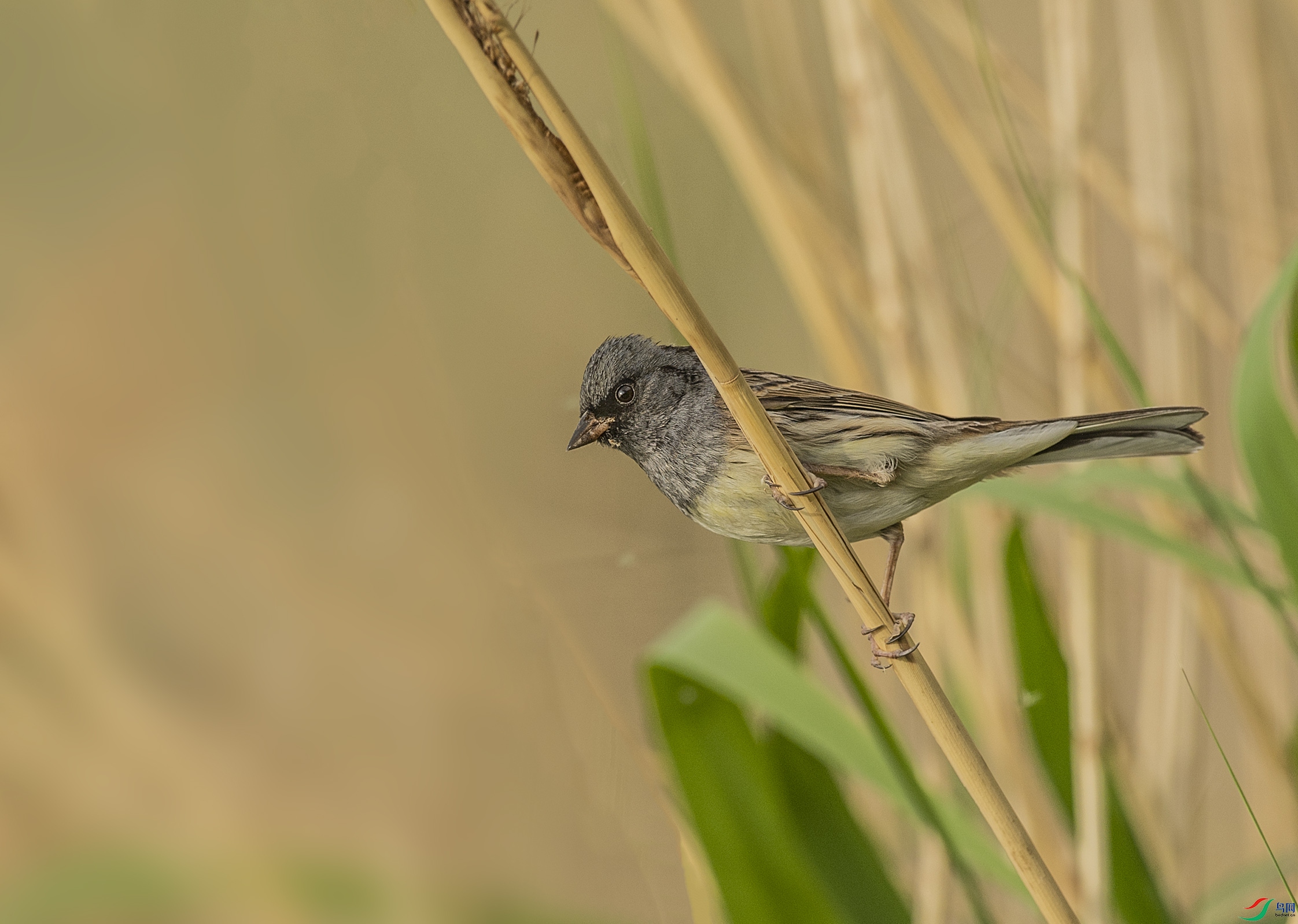 DSC_1725.jpg