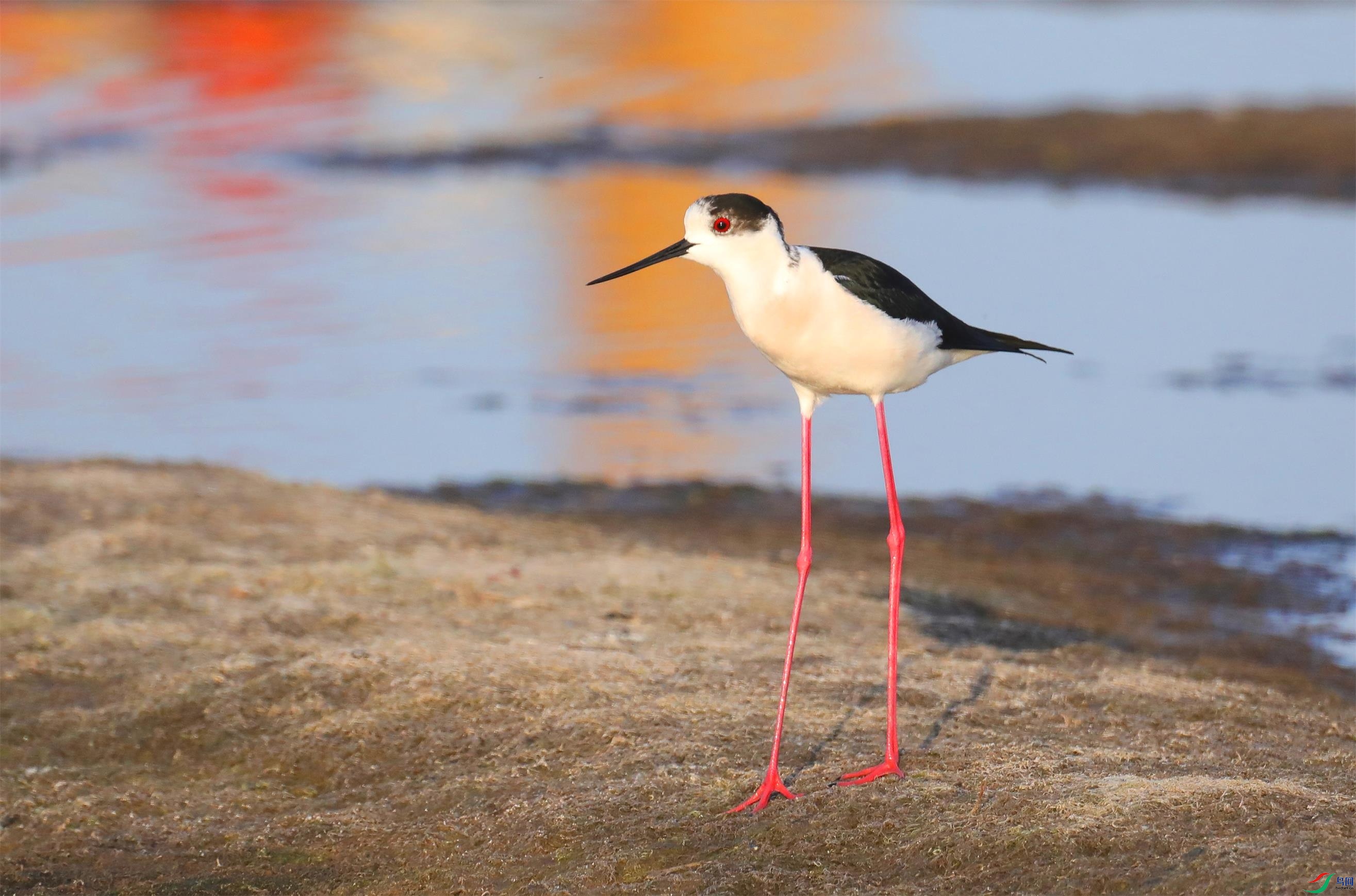 �ڳ᳤����