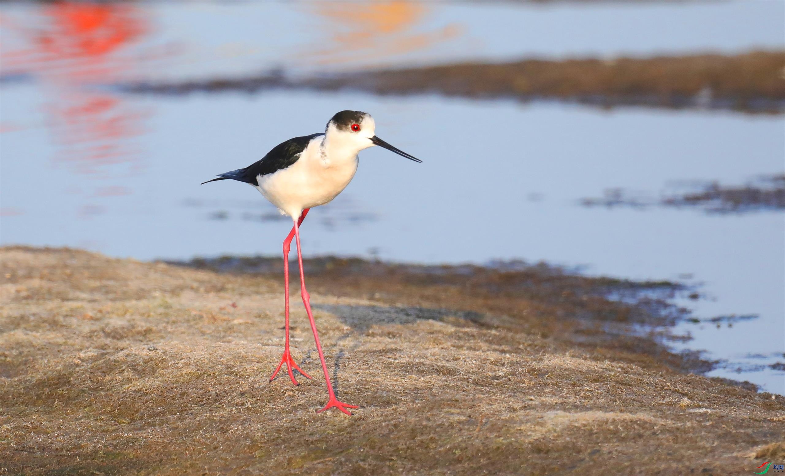 �ڳ᳤����