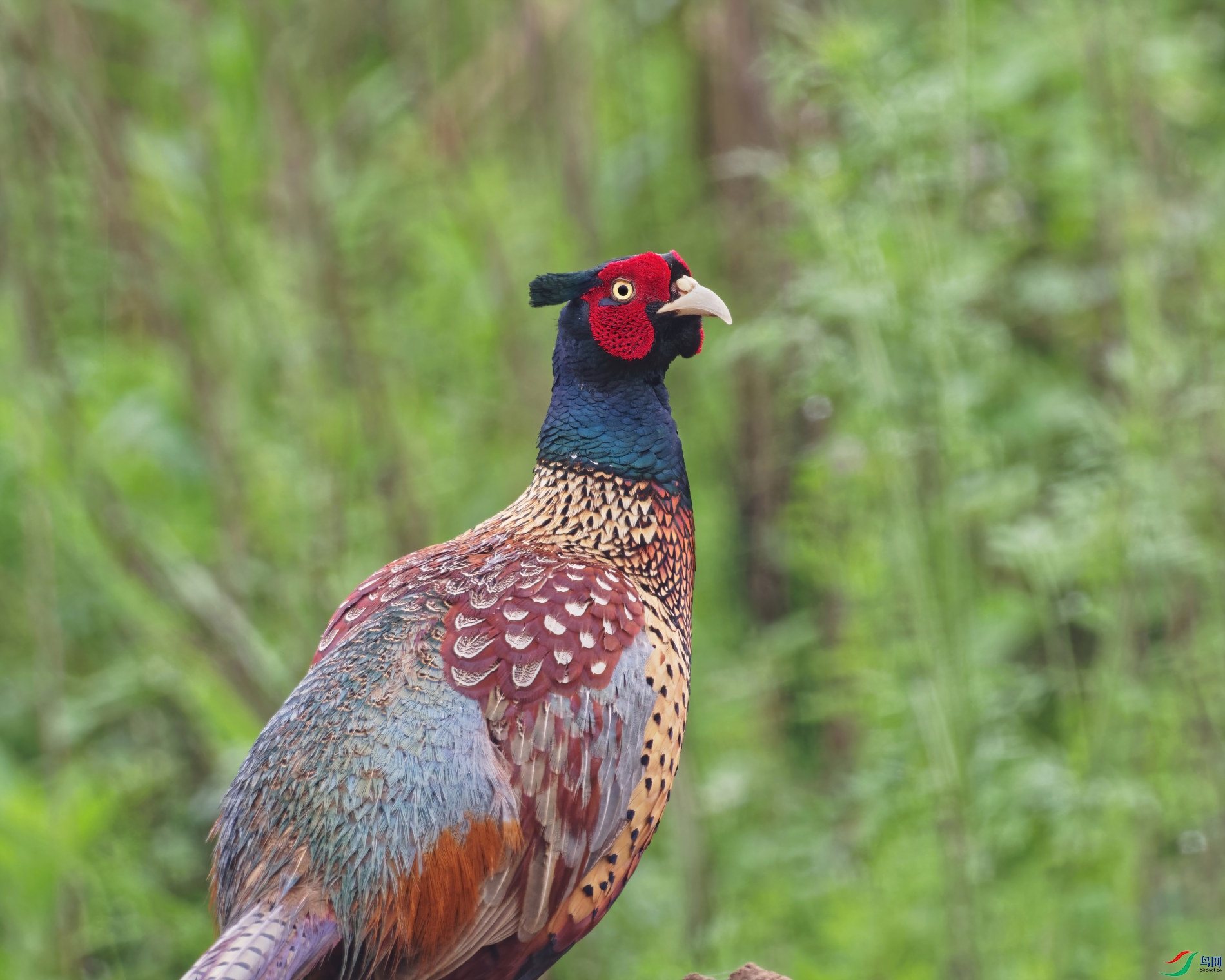 P4230034_DxO-sd2.jpg
