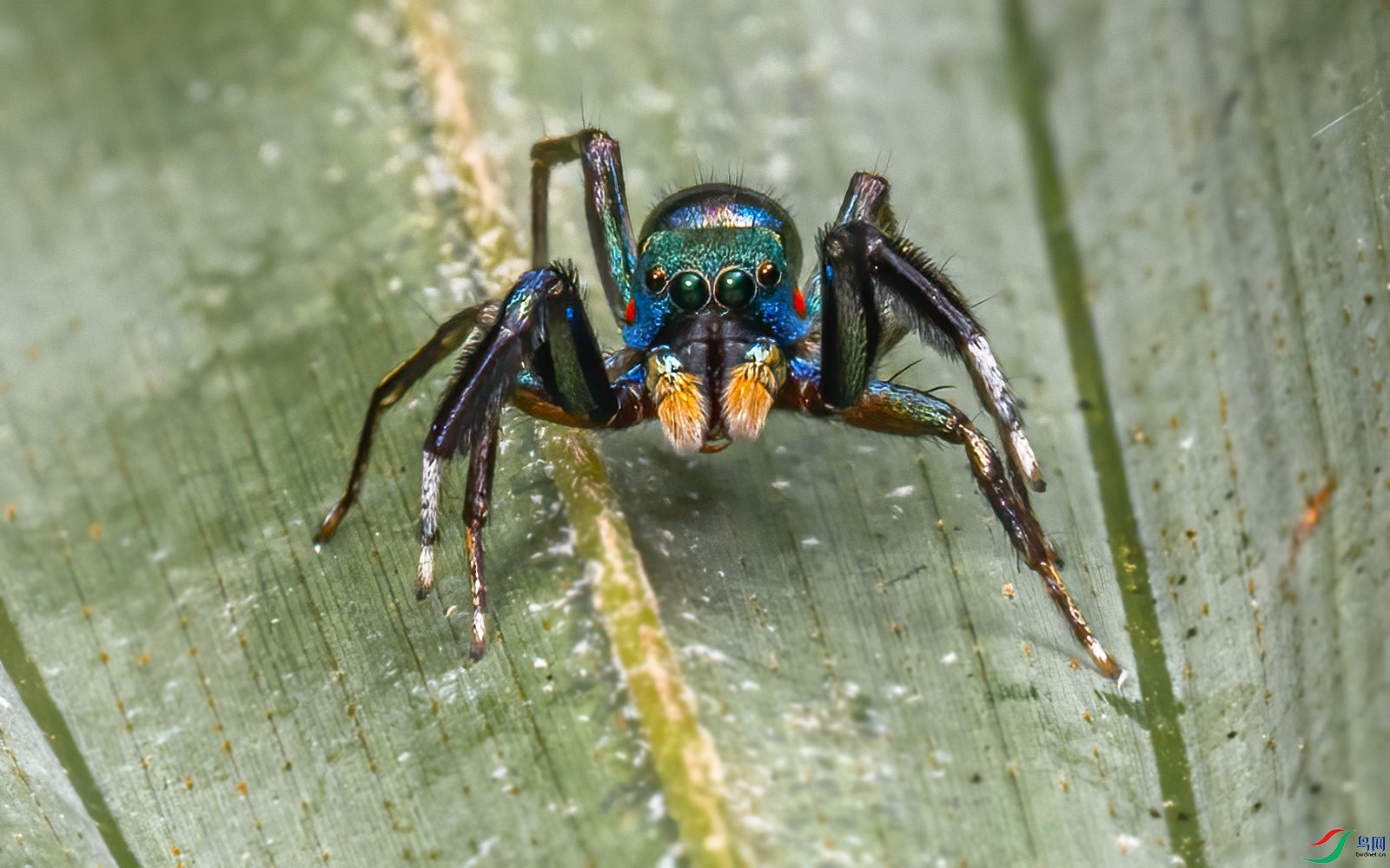 蓝翠蛛【荣获首页精华】