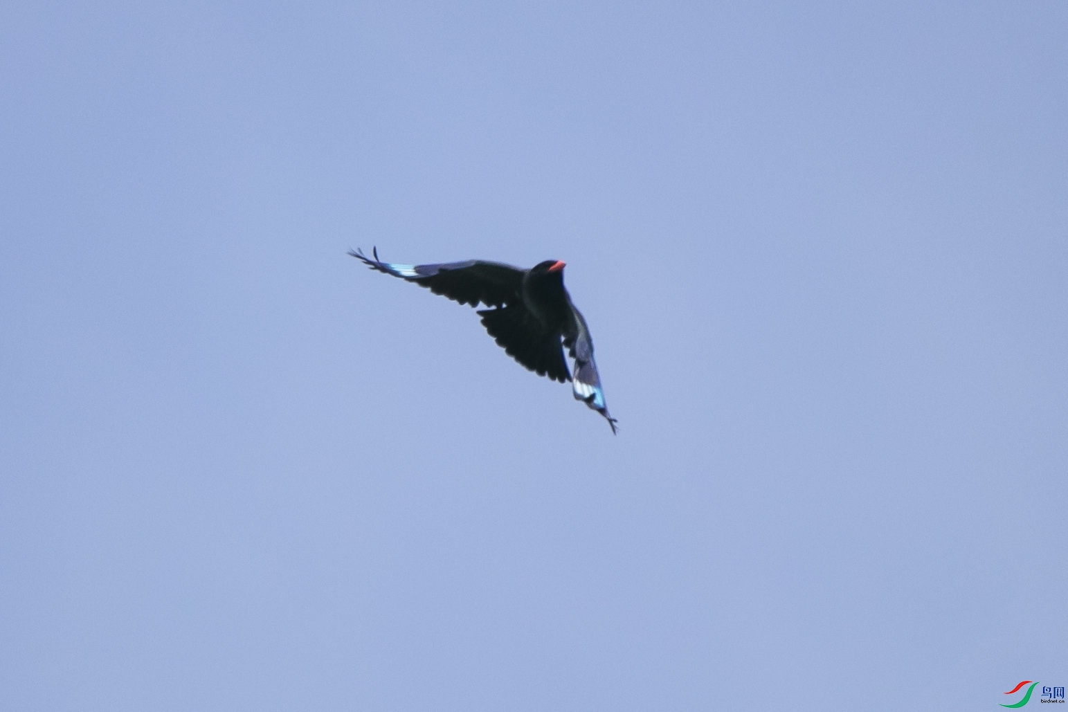 IMG_6346.jpg
