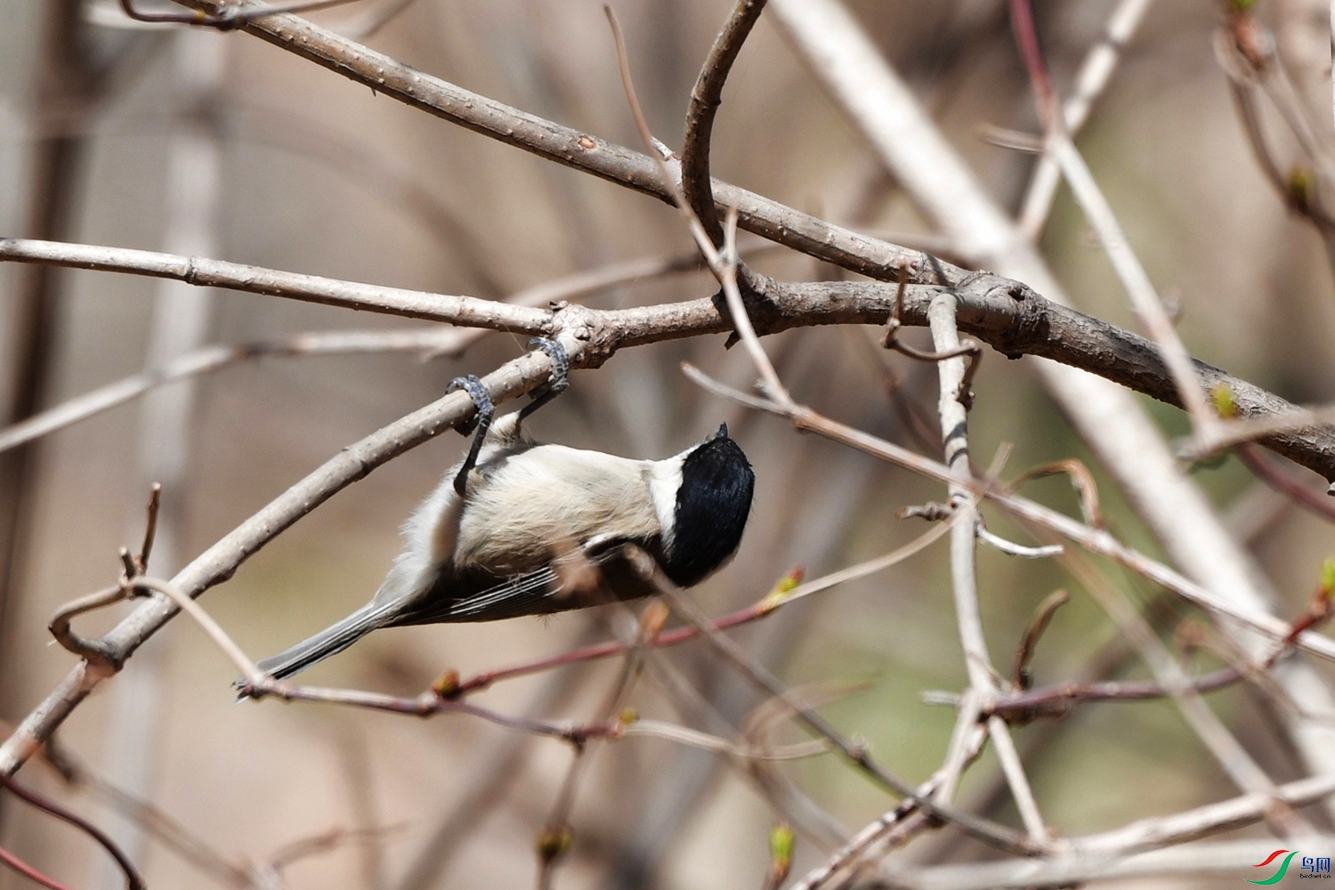 DSC_5115.jpg