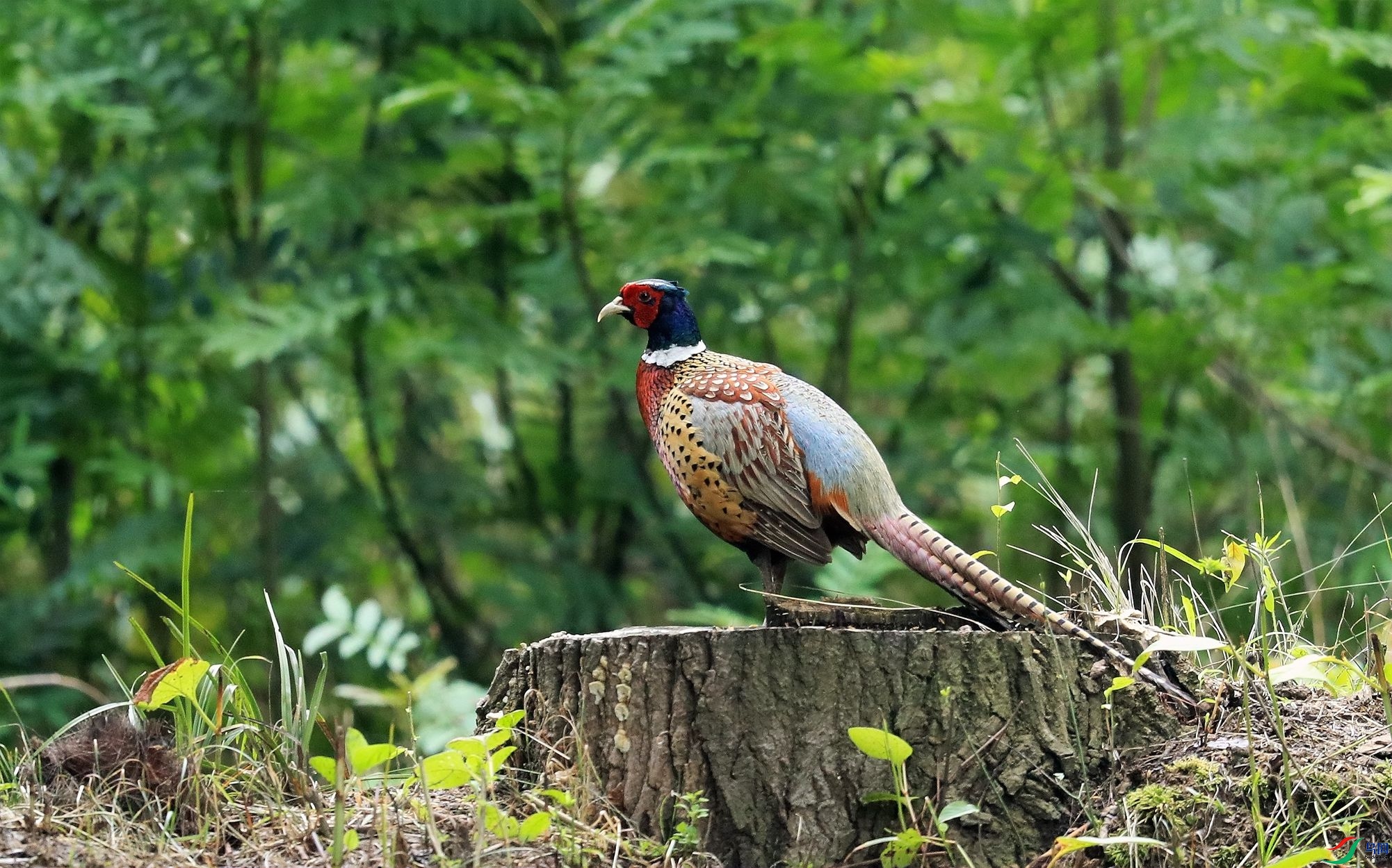 ����.jpg