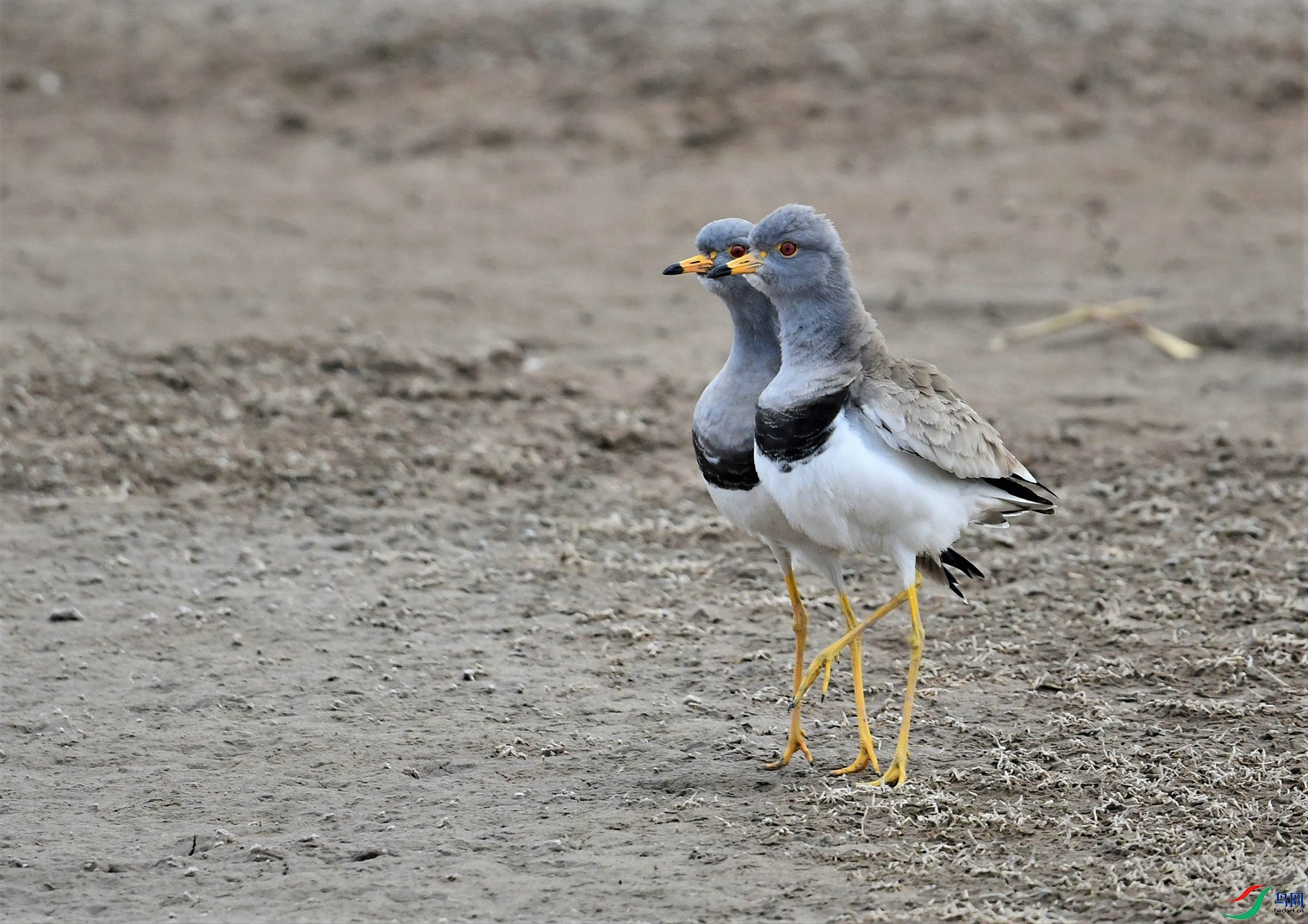 DSC_3956.jpg