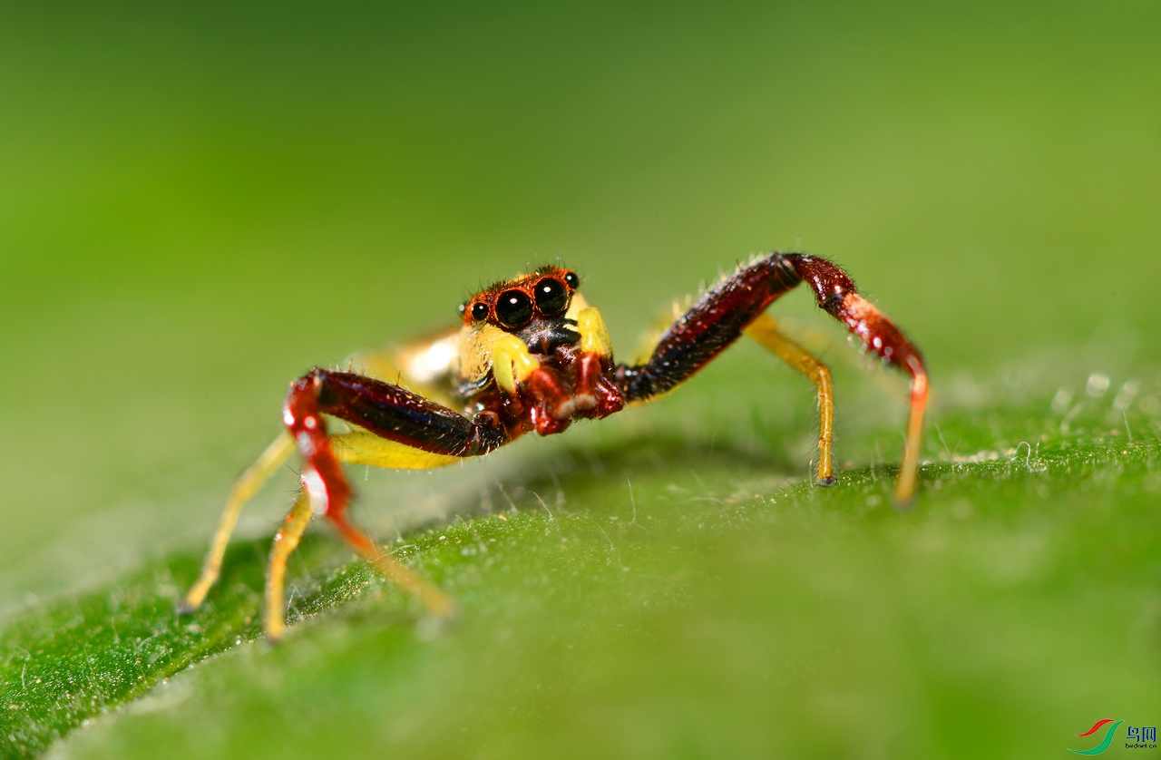 锯艳蛛贺获首页精华