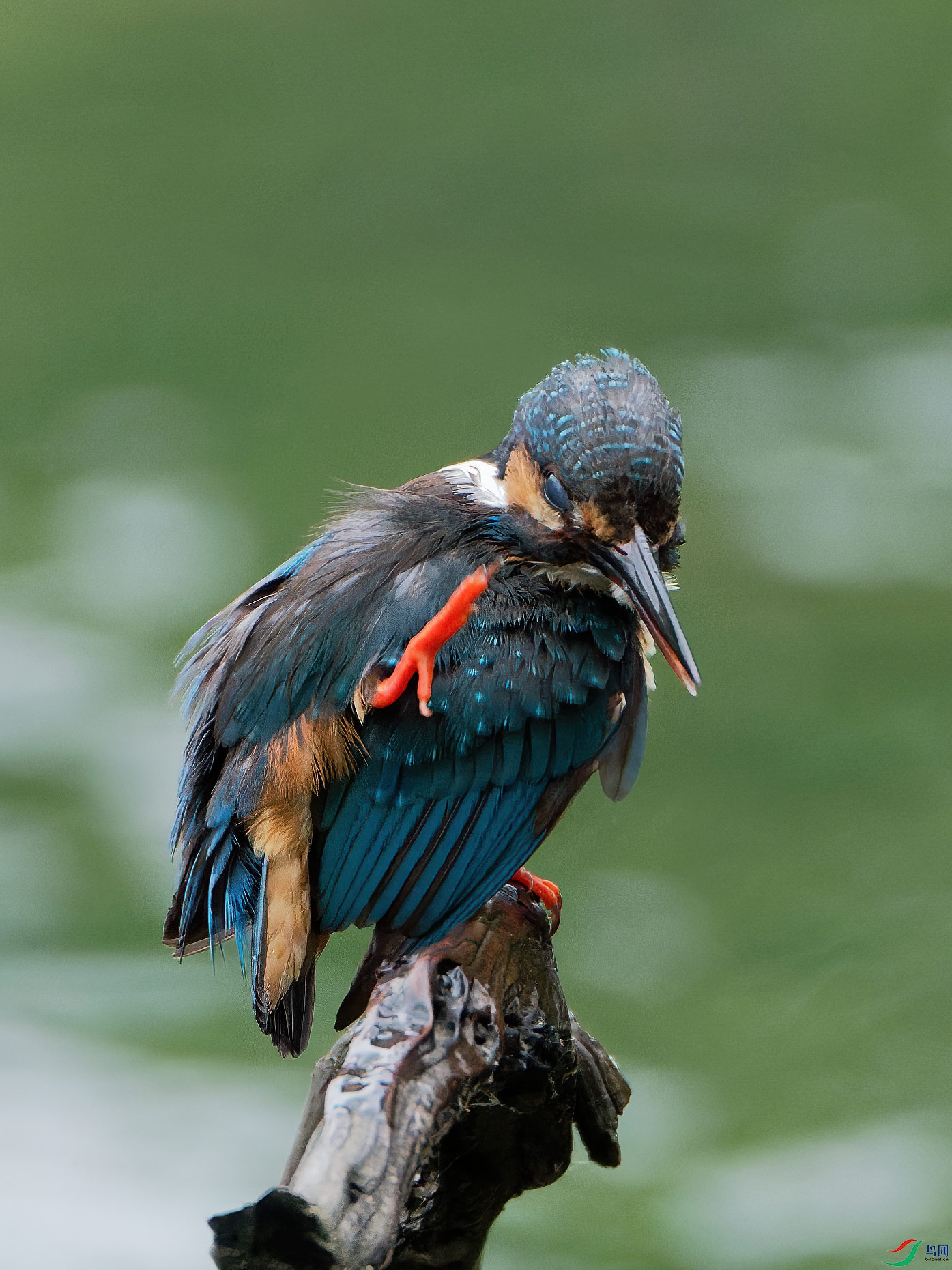 DSC_2503.jpg