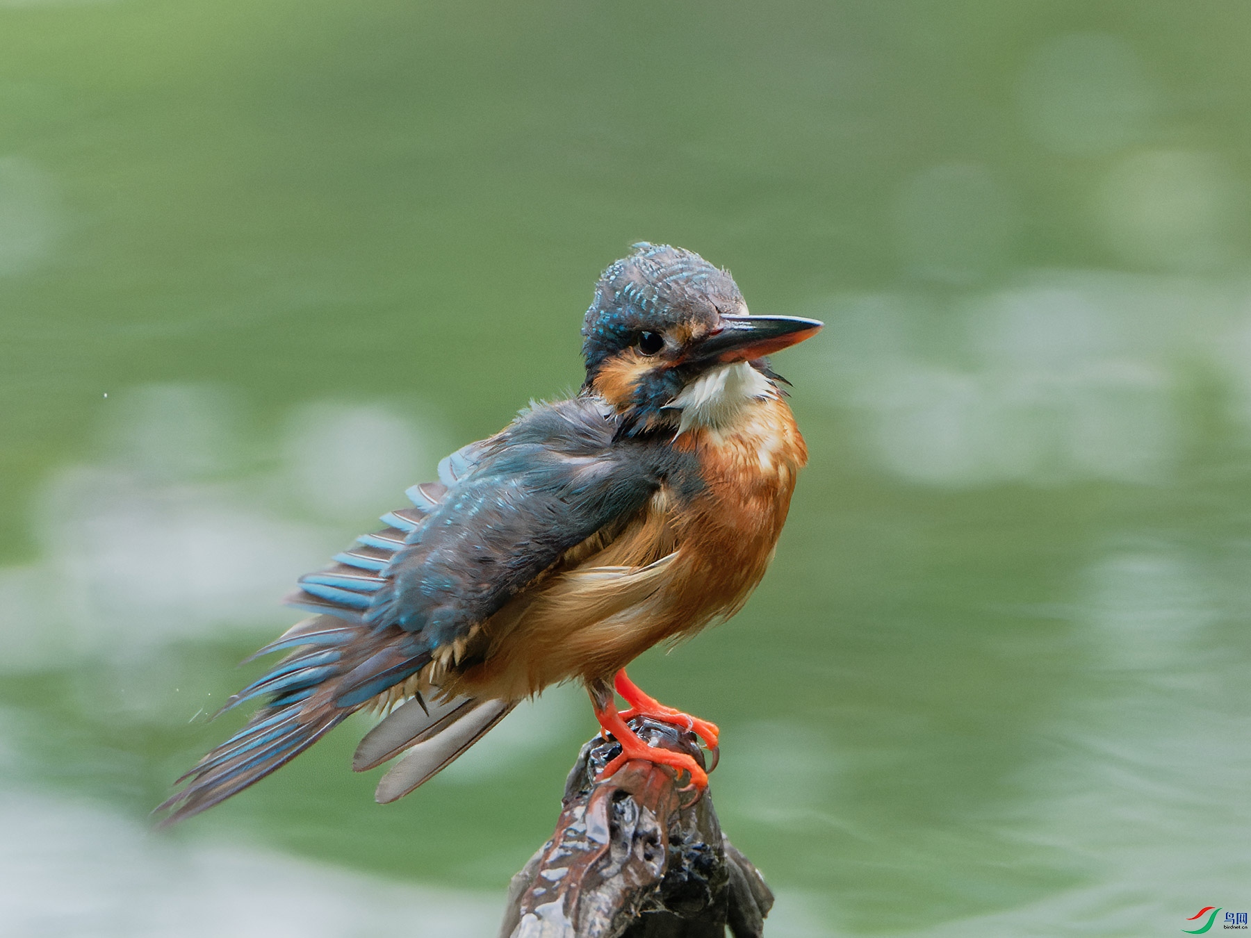 DSC_2559.jpg