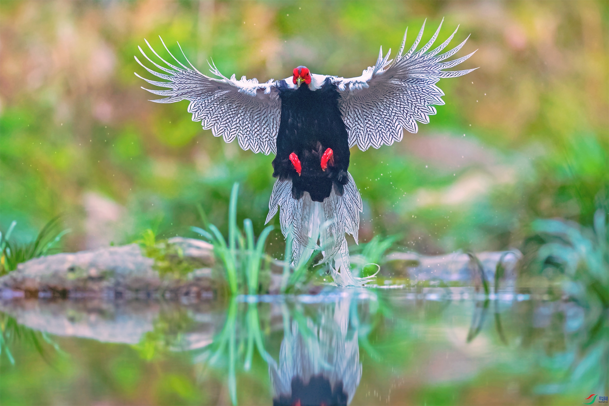 《低机位拍飞鹇》白鹇