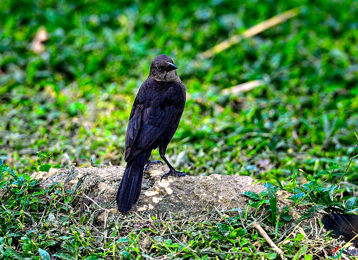不知道名的黑鸟