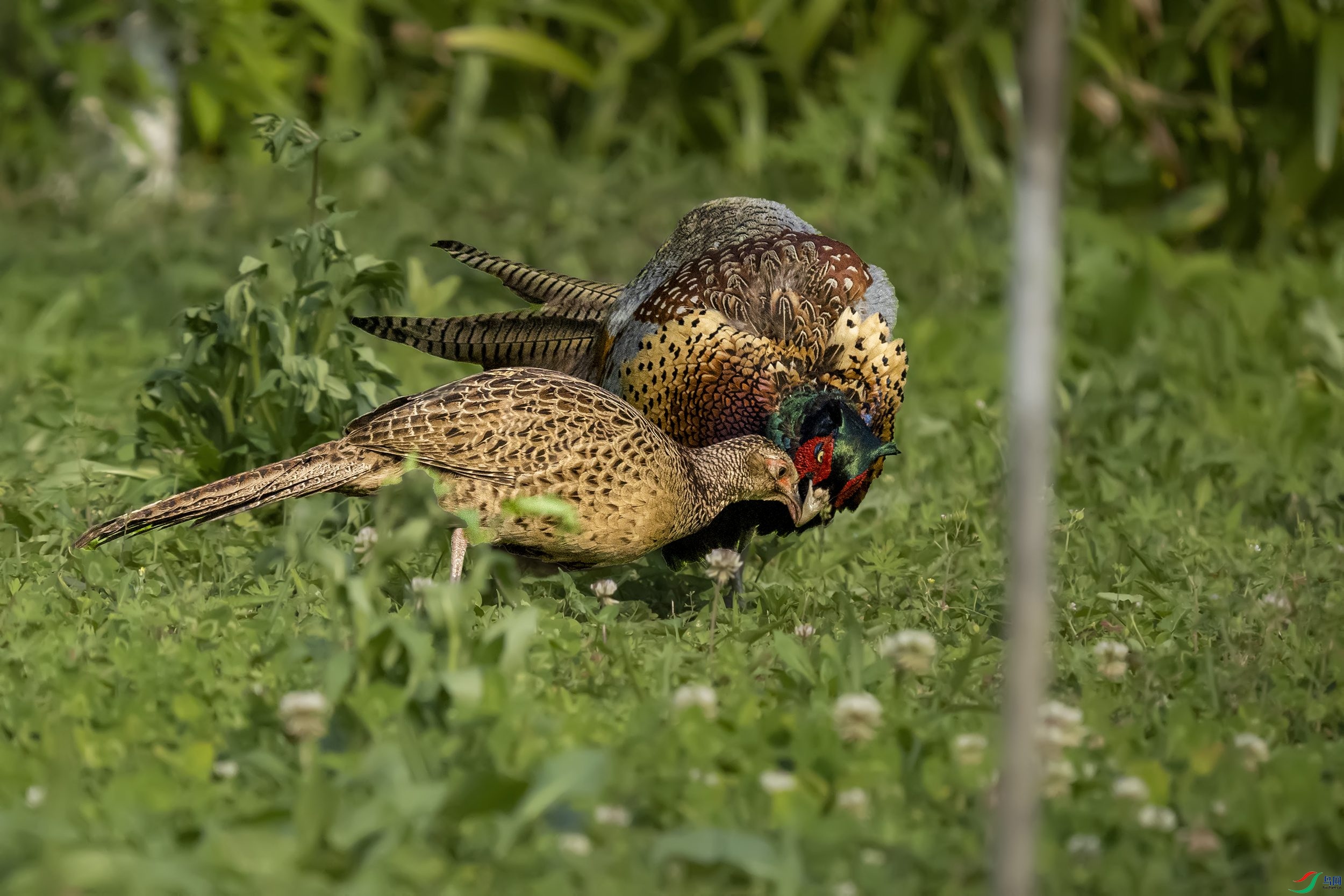 P4301512-1.jpg