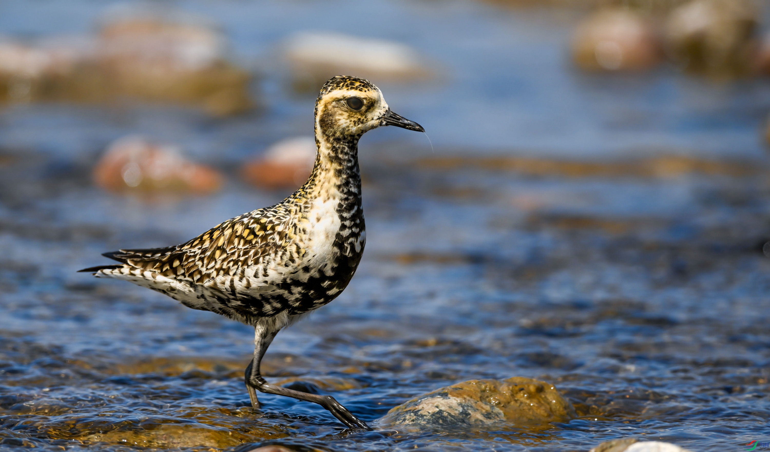 ����ˮ���롣