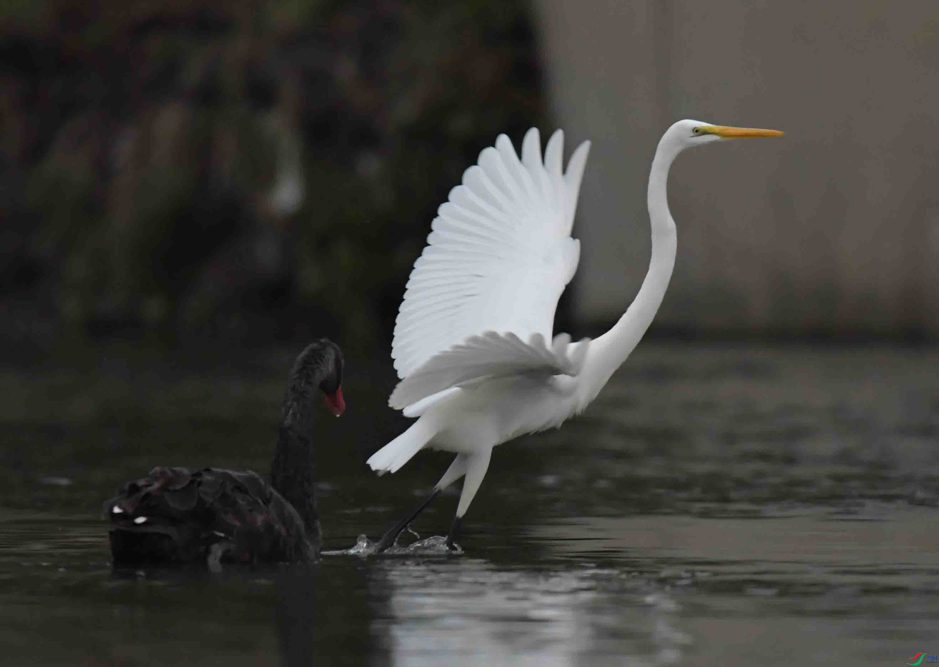 清河的黑天鹅与白鹭摄于北京