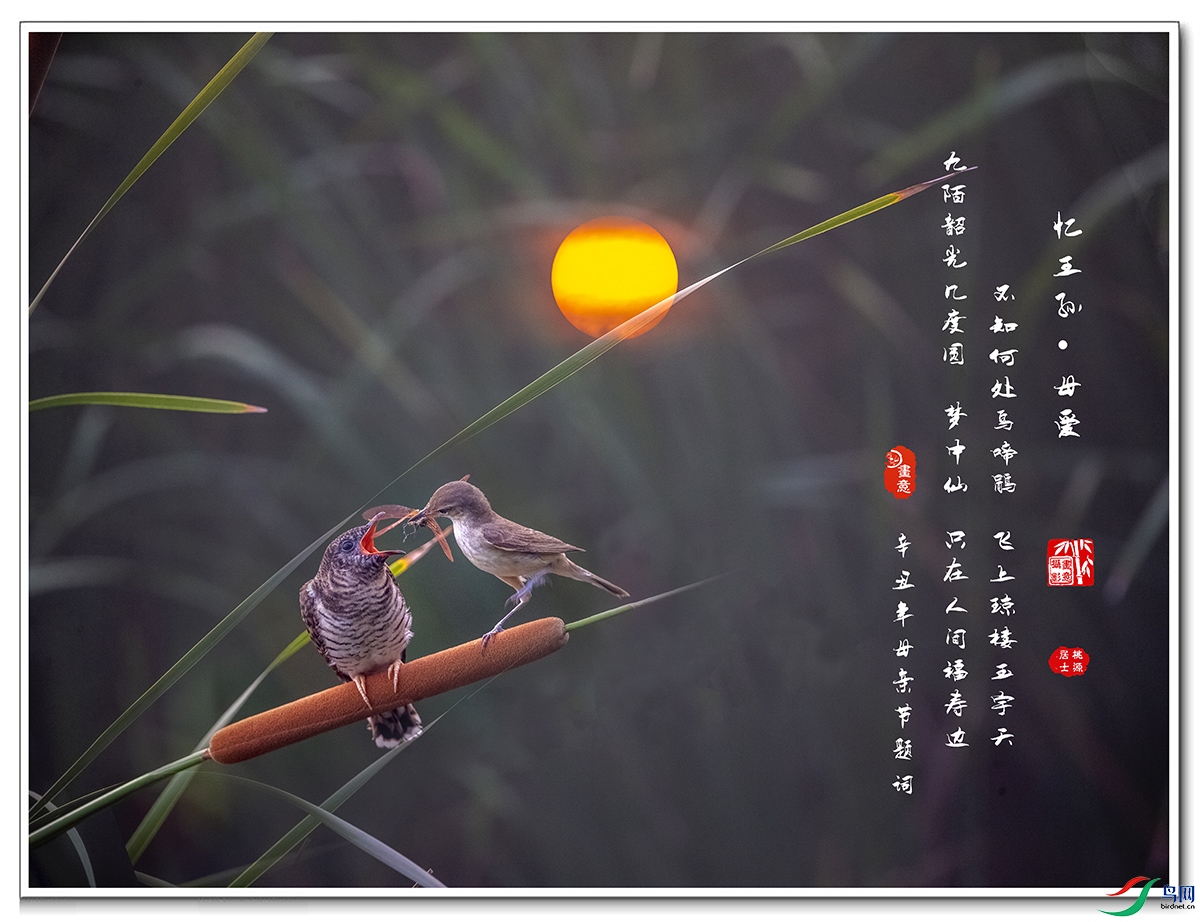 ��������  ĸ����--������έݺ������ž�.jpg