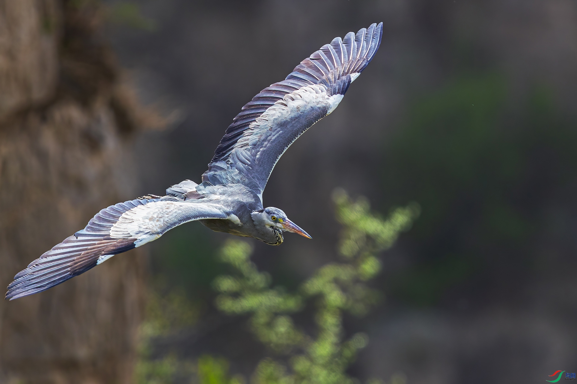 换个视角看飞鸟,谢谢观评!