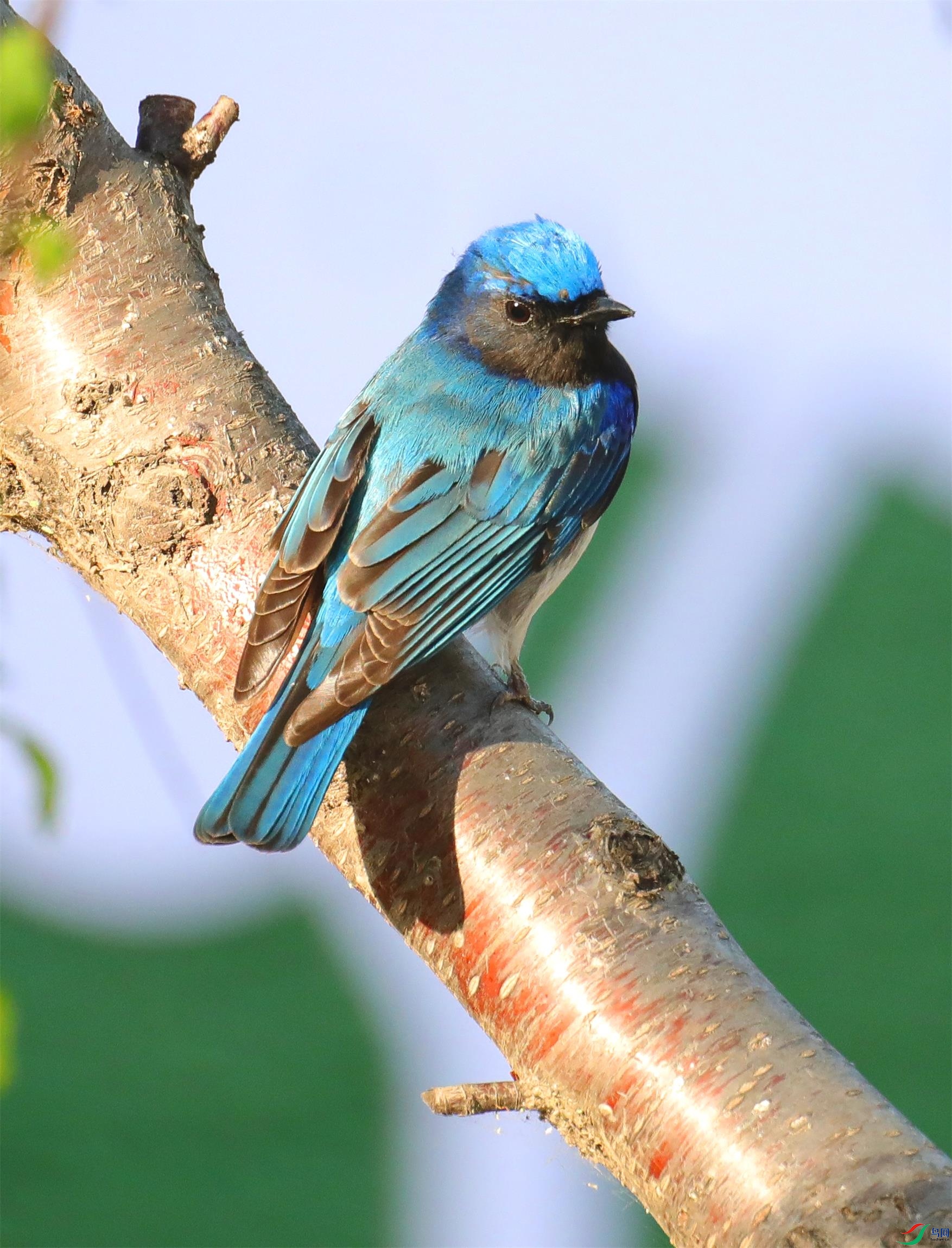 迁徙┄白腹蓝鹟