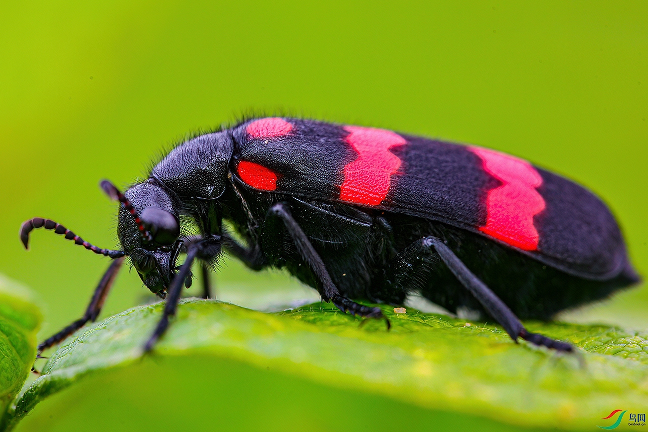 一只甲虫